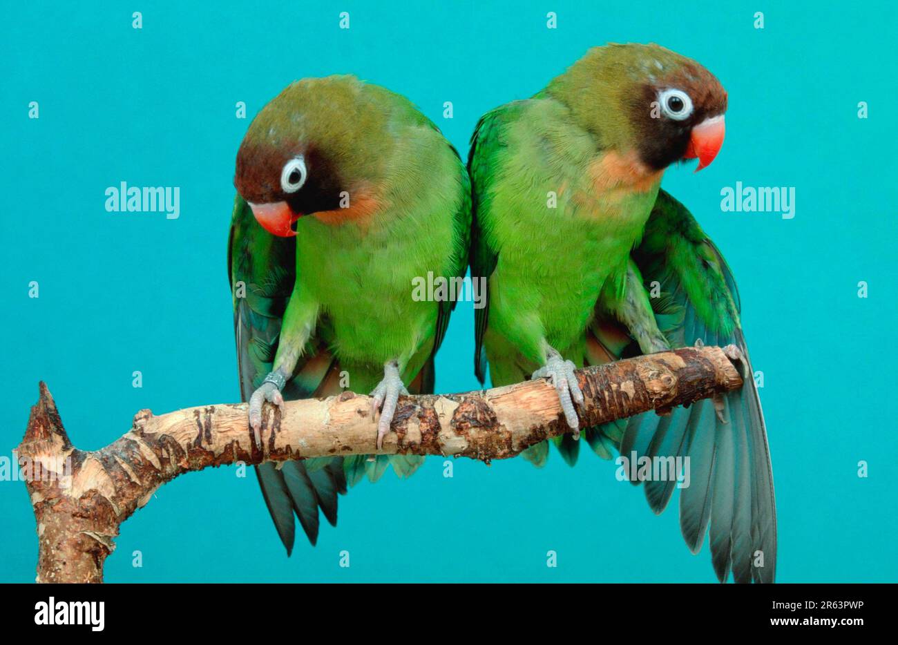 Schwarzhaarige Turteltauben (Agapornis nigrigenis), Paar, Sycnhron streckt seine Flügel Stockfoto