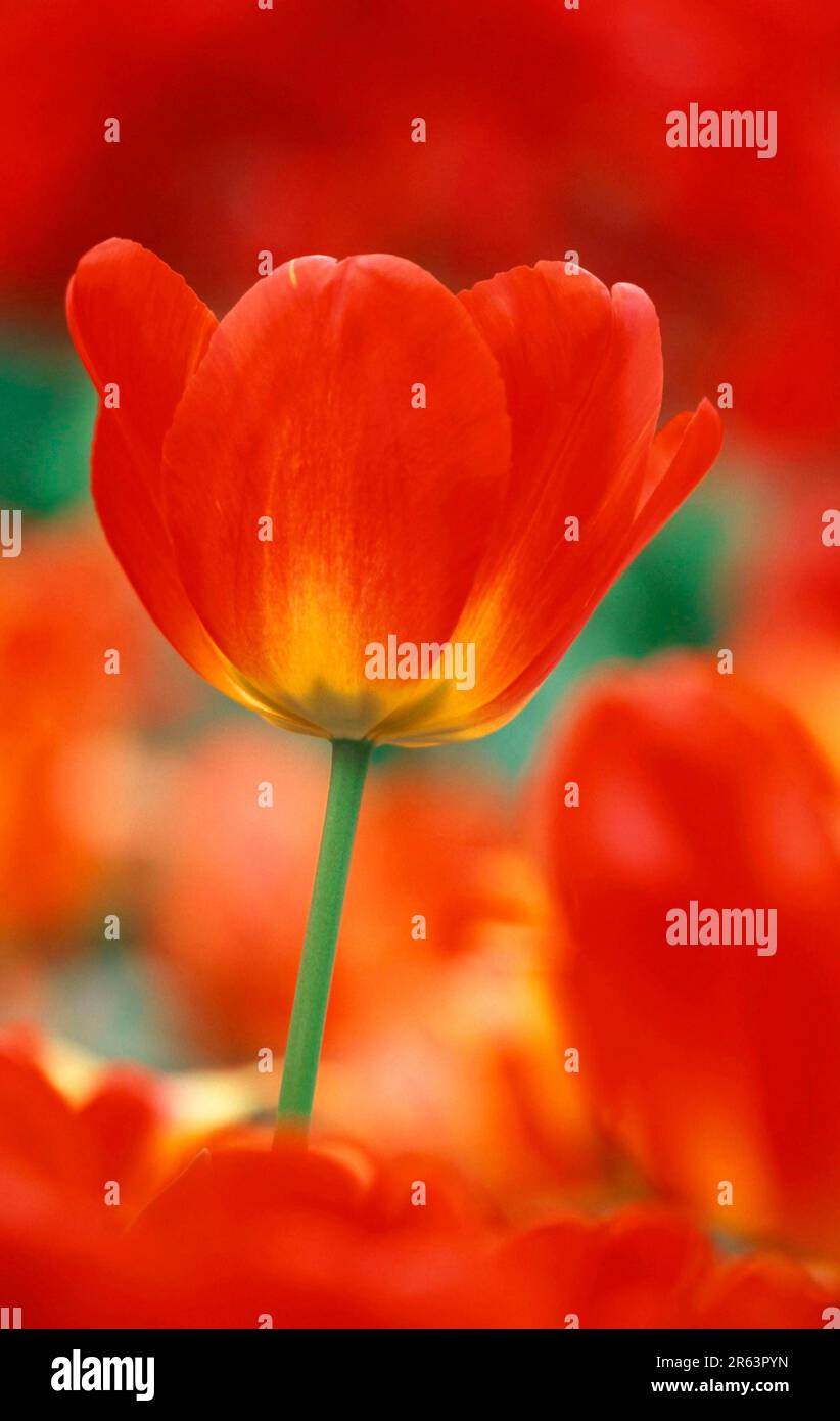 Tulip (Niederlande) (Europa) (Pflanzen) (Blüten) (Lilienfamilie) (Liliaceae) (Gartenpflanze) (Bulbuspflanzen) (Blüten) (ausstehend) Stockfoto
