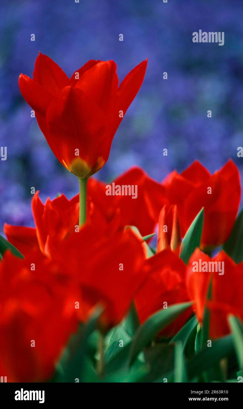 Tulpen (Niederlande) (Europa) (Pflanzen) (Blüten) (Familie Lily) (Liliaceae) (Gartenpflanze) (Bulbuspflanzen) (Blüten) (blühend) (Bright) Stockfoto