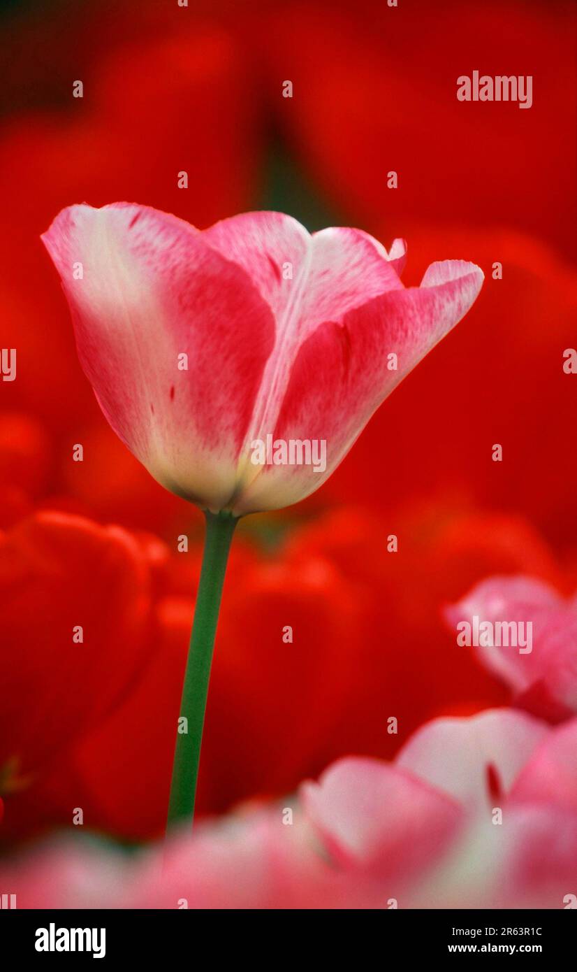 Tulip (Niederlande) (Europa) (Pflanzen) (Blüten) (Lilienfamilie) (Liliaceae) (Gartenpflanze) (Bulbuspflanzen) (Blüten) (ausstehend) Stockfoto