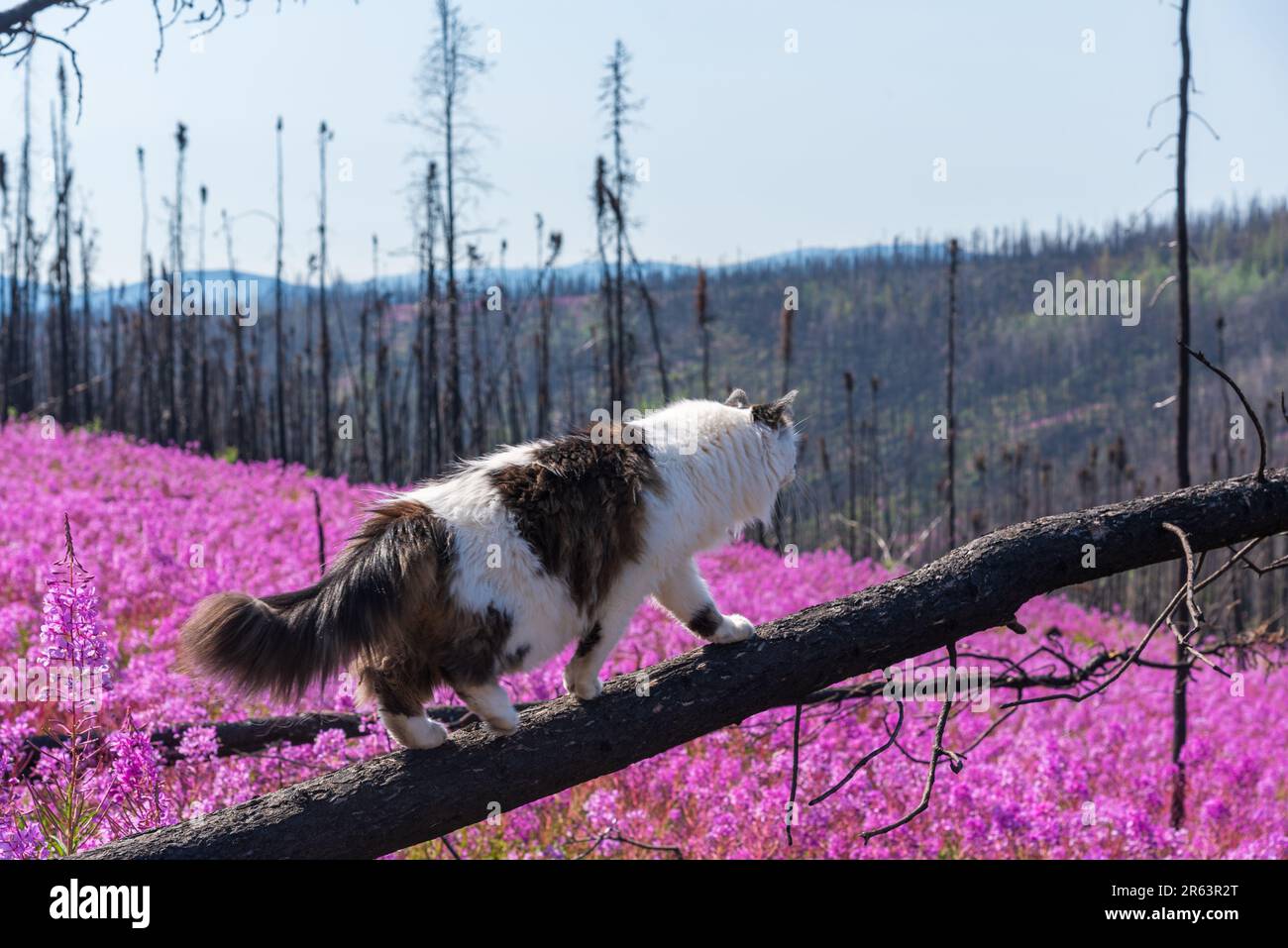 Die Katze wandert im Sommer in Nordkanada auf verbrannten, rosa Feuerweed-Blumen mit einer wunderschönen, rosa, lila Landschaft um die Katze herum Stockfoto