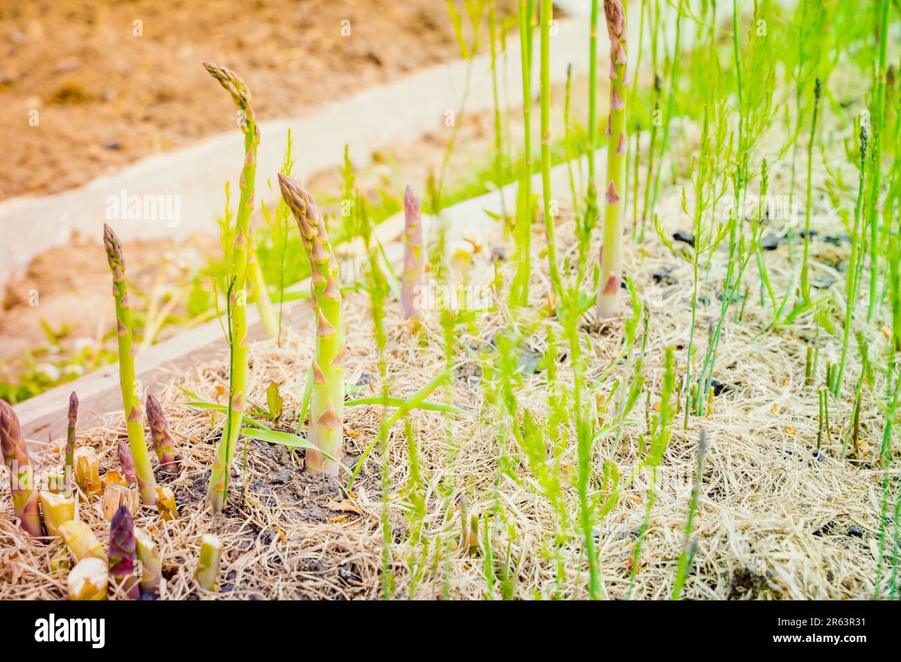 Grüner Spargel-Shoot wächst aus nächster Nähe.Anbau von gesundem Gourmet-Gemüse im Garten Stockfoto