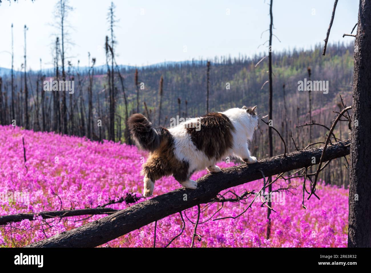 Die Katze wandert im Sommer in Nordkanada auf verbrannten, rosa Feuerweed-Blumen mit einer wunderschönen, rosa, lila Landschaft um die Katze herum Stockfoto