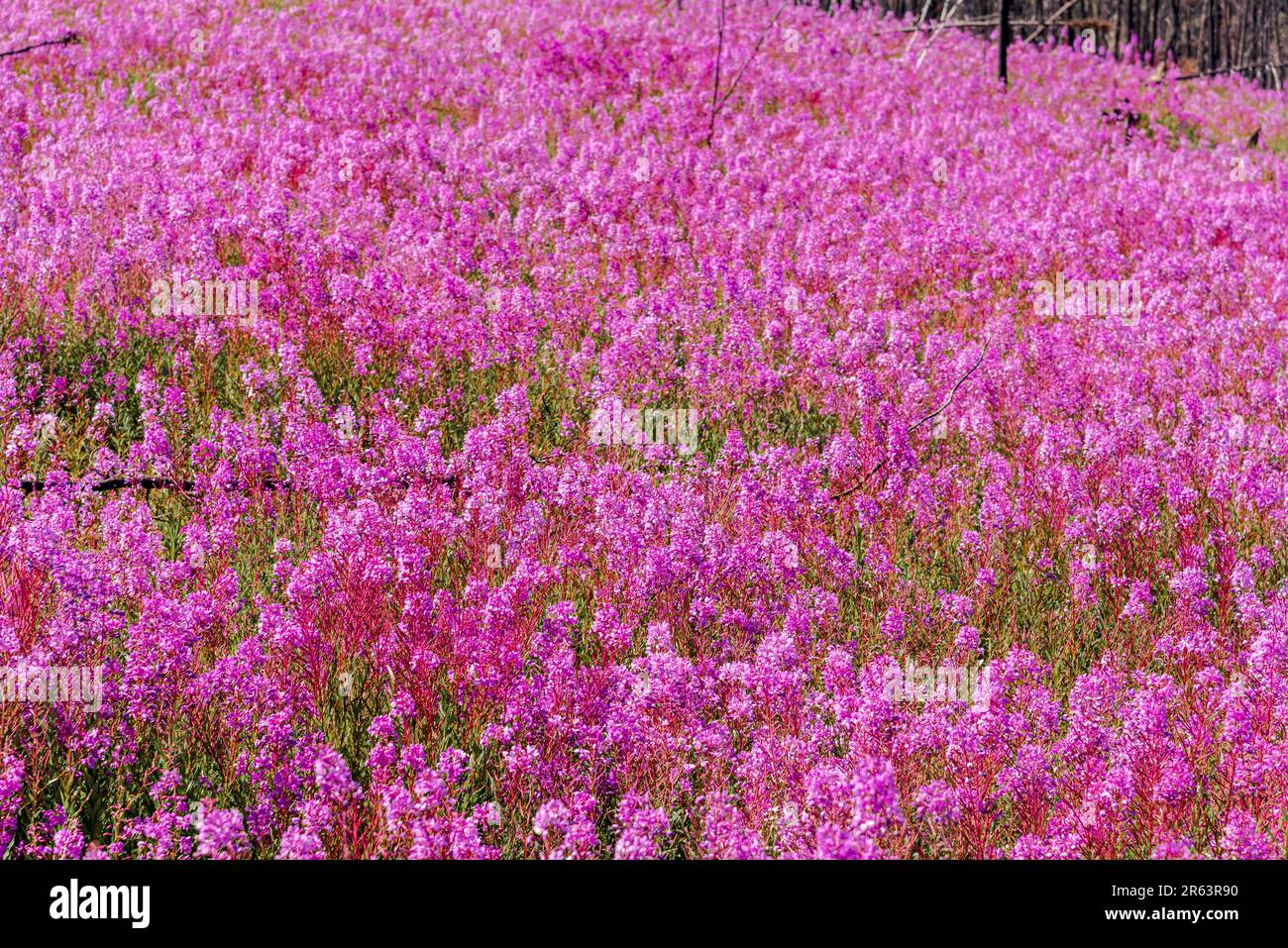 Wildnis Wildblumen im Norden Kanadas im Sommer mit rosafarbenen, violetten Flutfeldern von Natur, Naturschutzgebiet, Park Area in Yukon Alaska Stockfoto