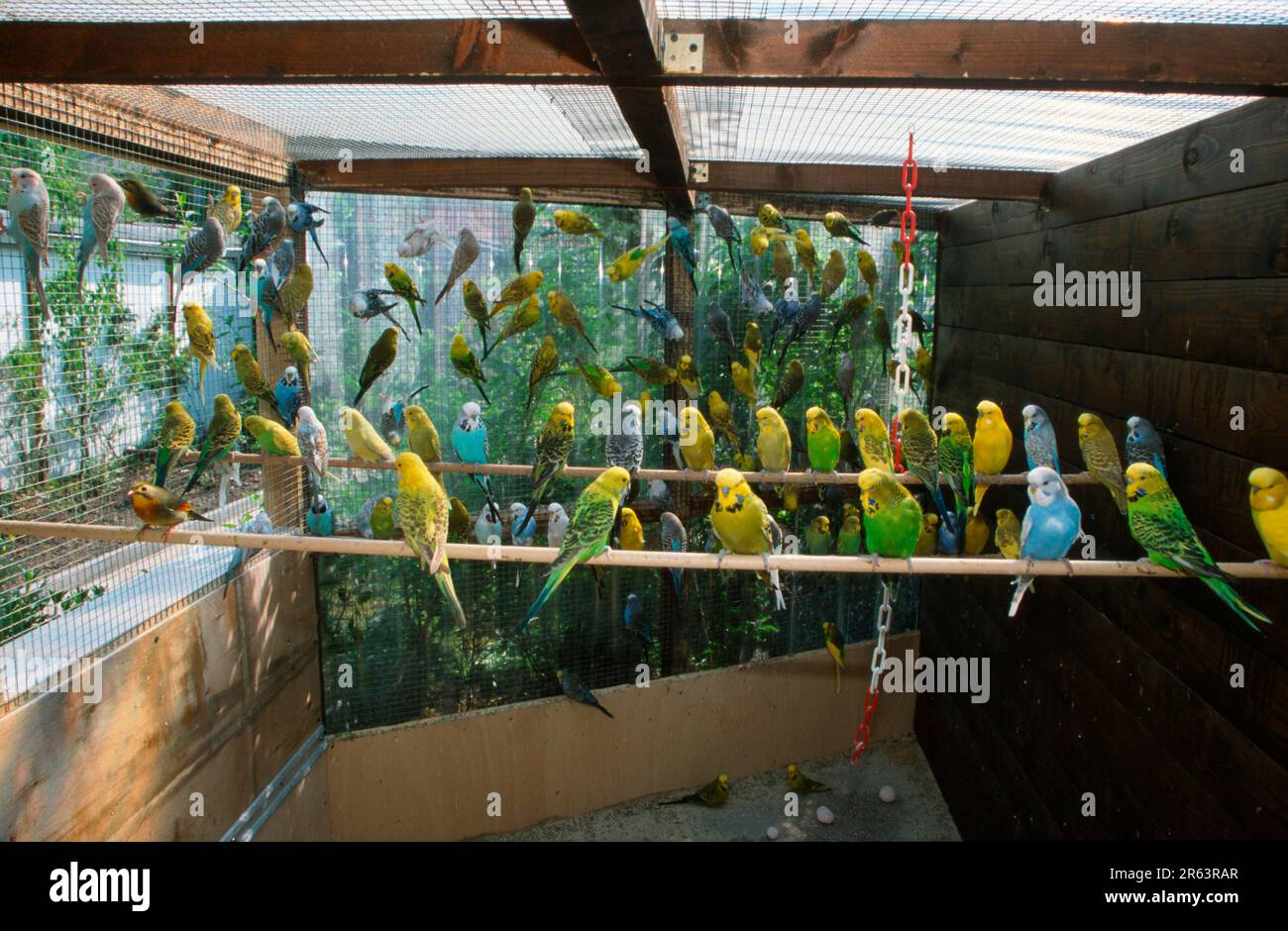 Budgien in der Voliere, Wellensittich (Melopsittacus undulatus) Stockfoto