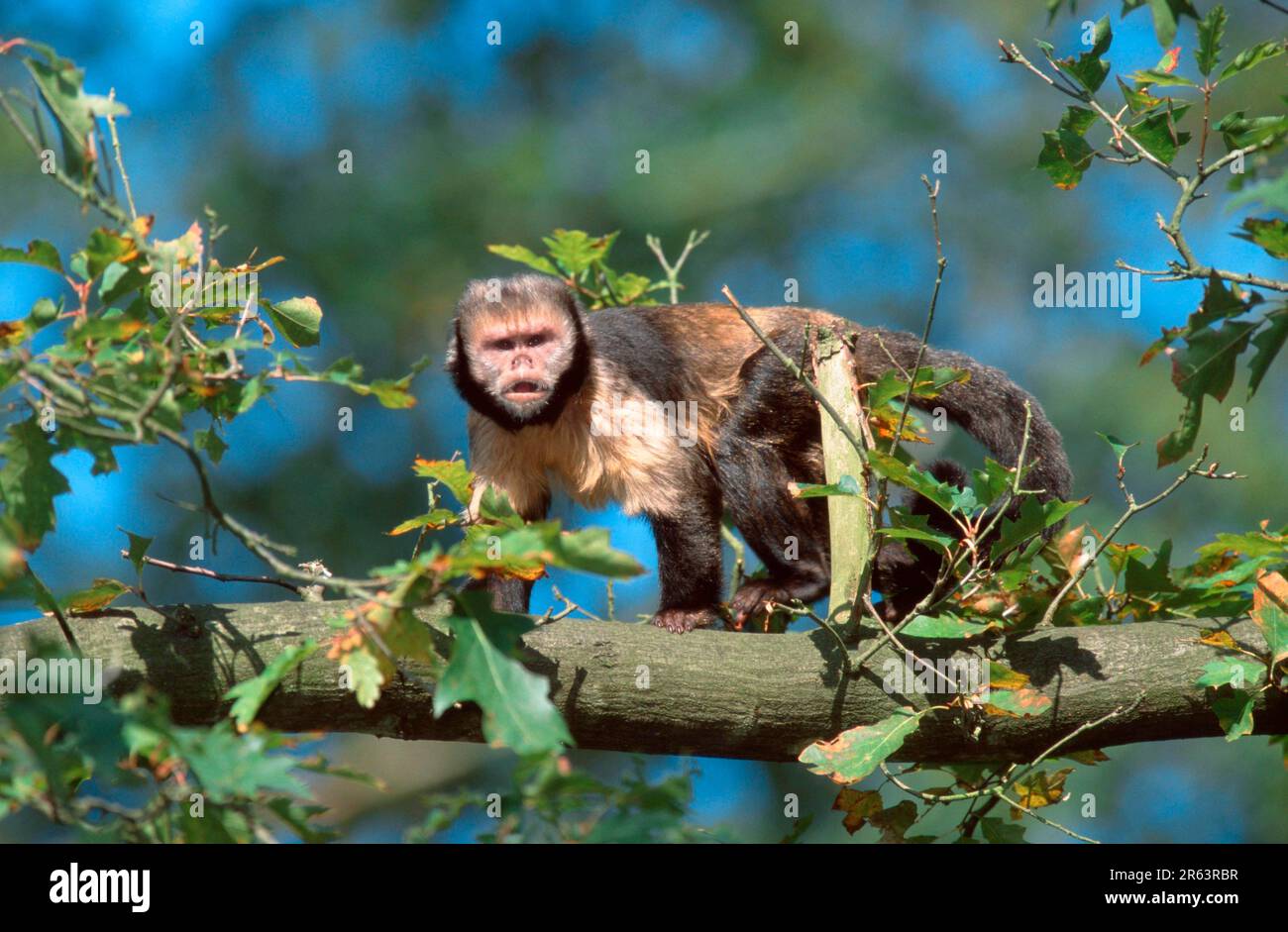Gelbbrustaffen-Kapuzineraffe, männlich (Cebus apella xantosthennos) Stockfoto