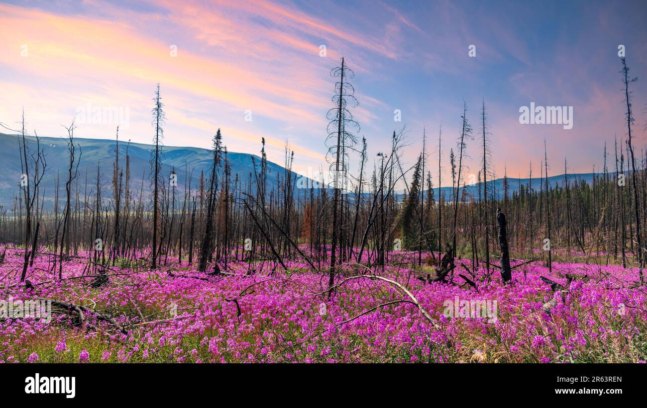 Im Sommer blühen im nördlichen borealen Wald Kanadas Feuerwebeblüten mit pastellrosa Sonnenuntergängen über den Bergen. Stockfoto