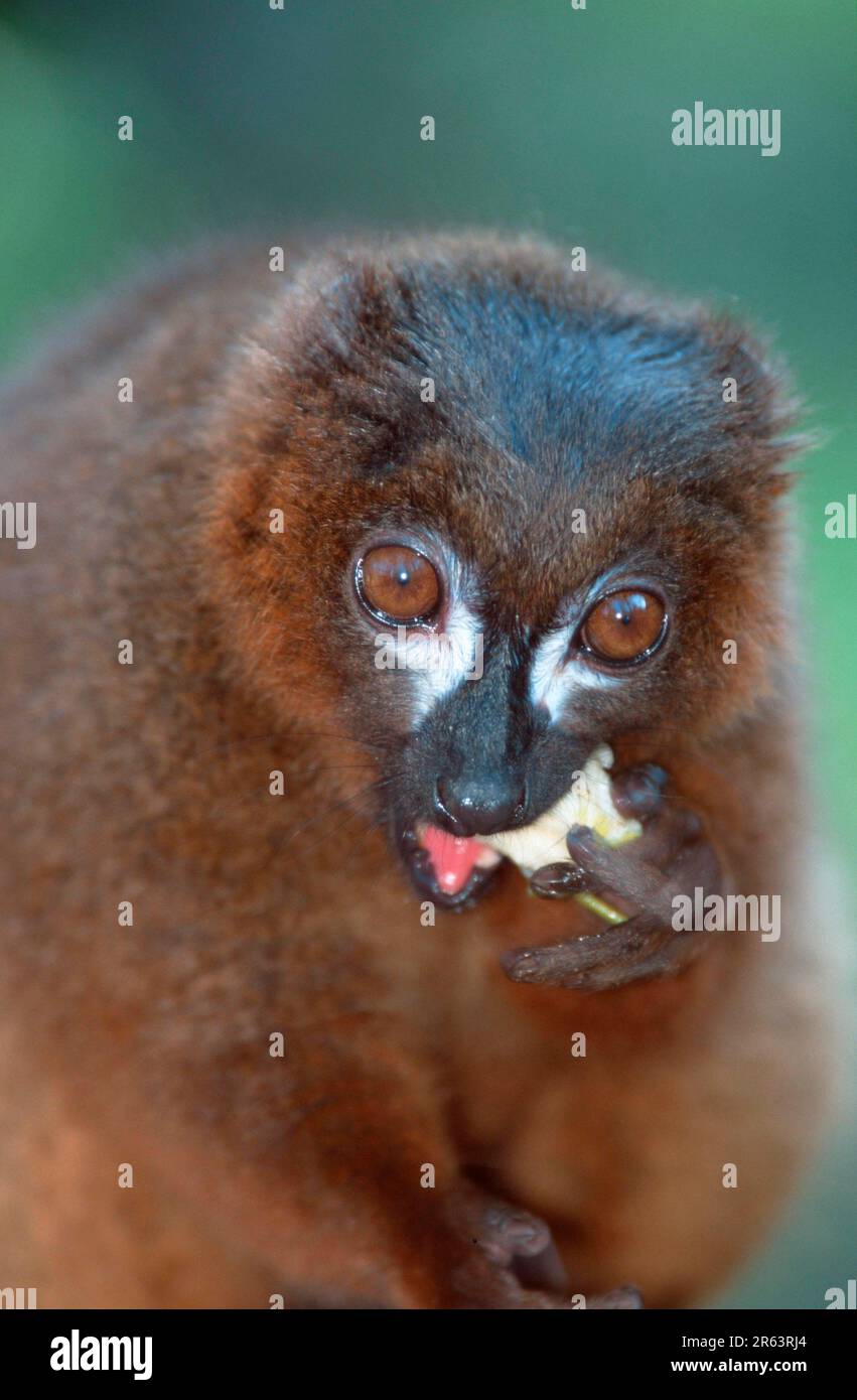 Rotbäuche (Primaten) Lemur, essen (Afrika) (Madagaskar) (Madagaskar) (Tiere) (Säugetiere) (Prosimiane) (Lemuren) (außen) (draußen) Stockfoto