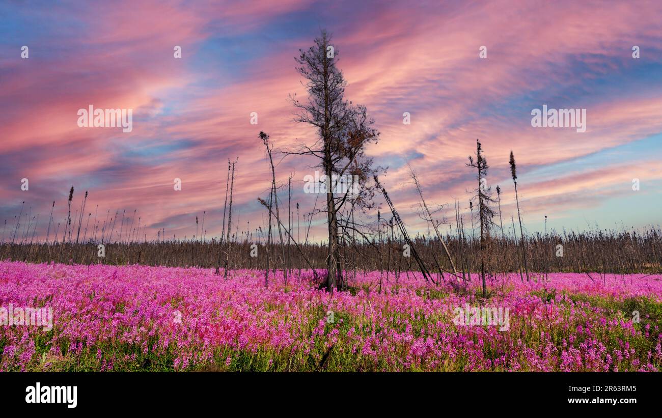 Atemberaubende rosa, lila Feuerweed-Blumen in voller Blüte während der Sommerzeit im Norden Kanadas, Yukon Territory mit pastellrosa Himmel und verbrannten Bäumen Stockfoto