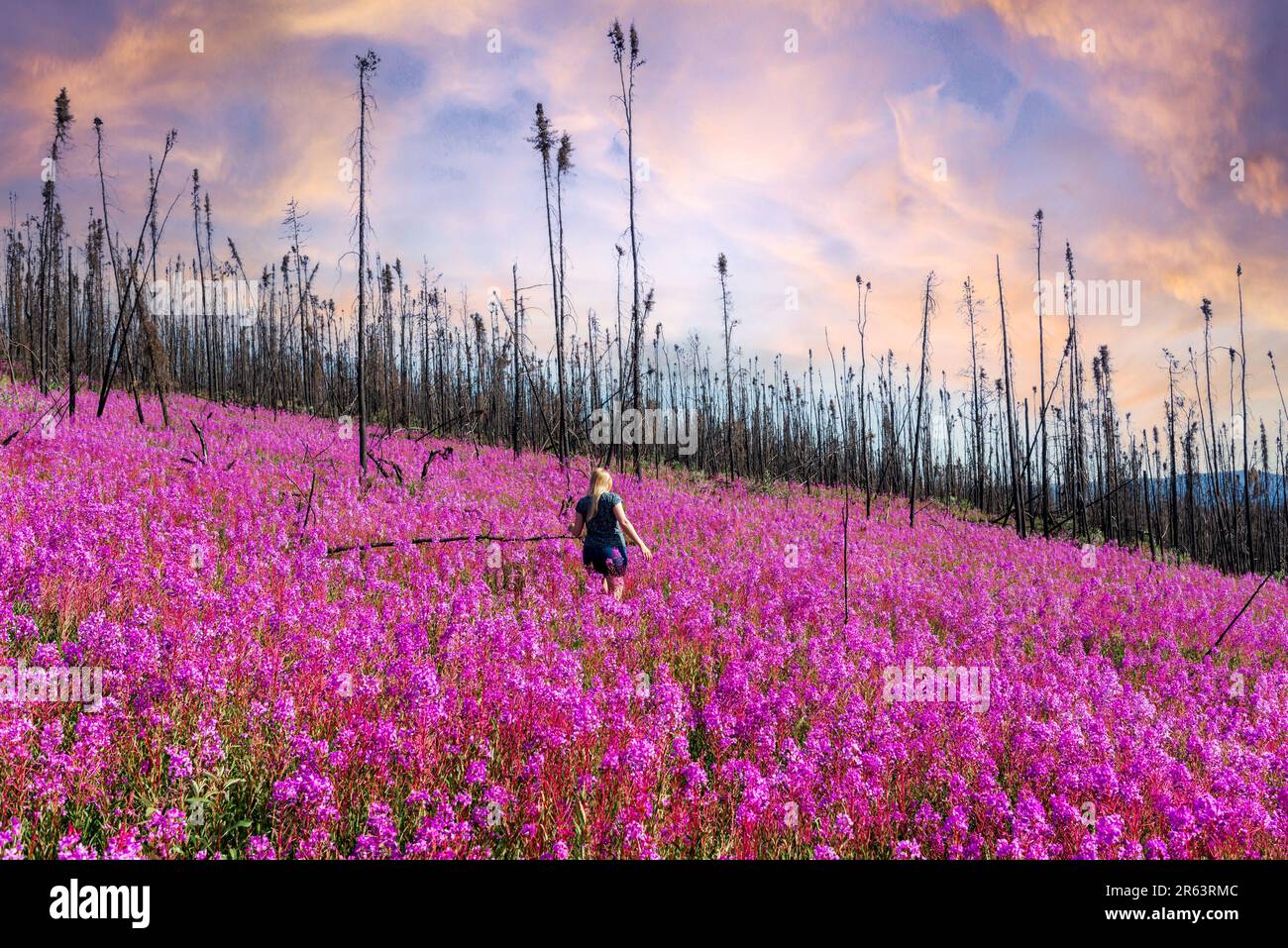 Atemberaubendes Feld mit leuchtend rosa Wildblumen mit blonder Frau, die durch die Wildnis geht. Rosafarbener pastellfarbener Sonnenuntergang am Himmel und verbrannter Wald im Hintergrund. Stockfoto