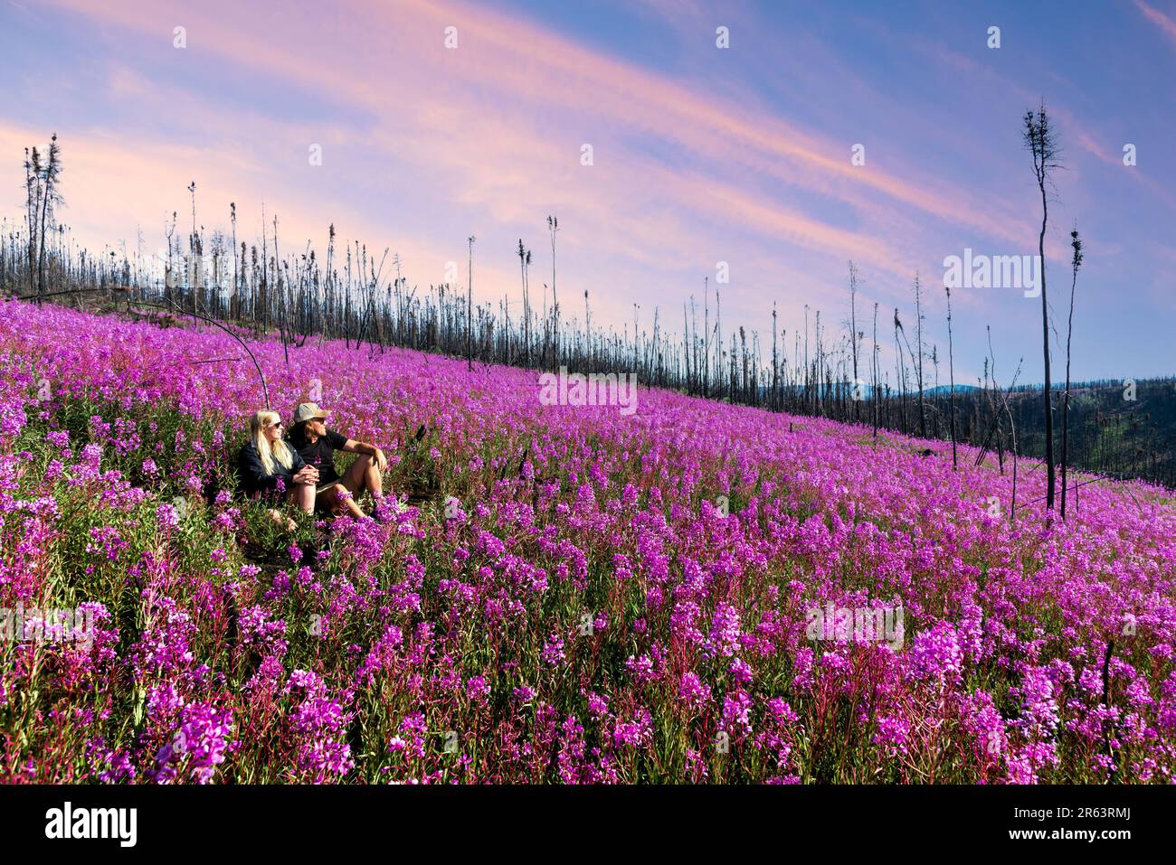 Zwei Personen, ein Paar, das im Sommer nach einem Waldbrand auf einem Feld mit Feuerweed-Blumen in der Wildnis sitzt, wildes Gebiet von Yukon Territory, Kanada. Stockfoto