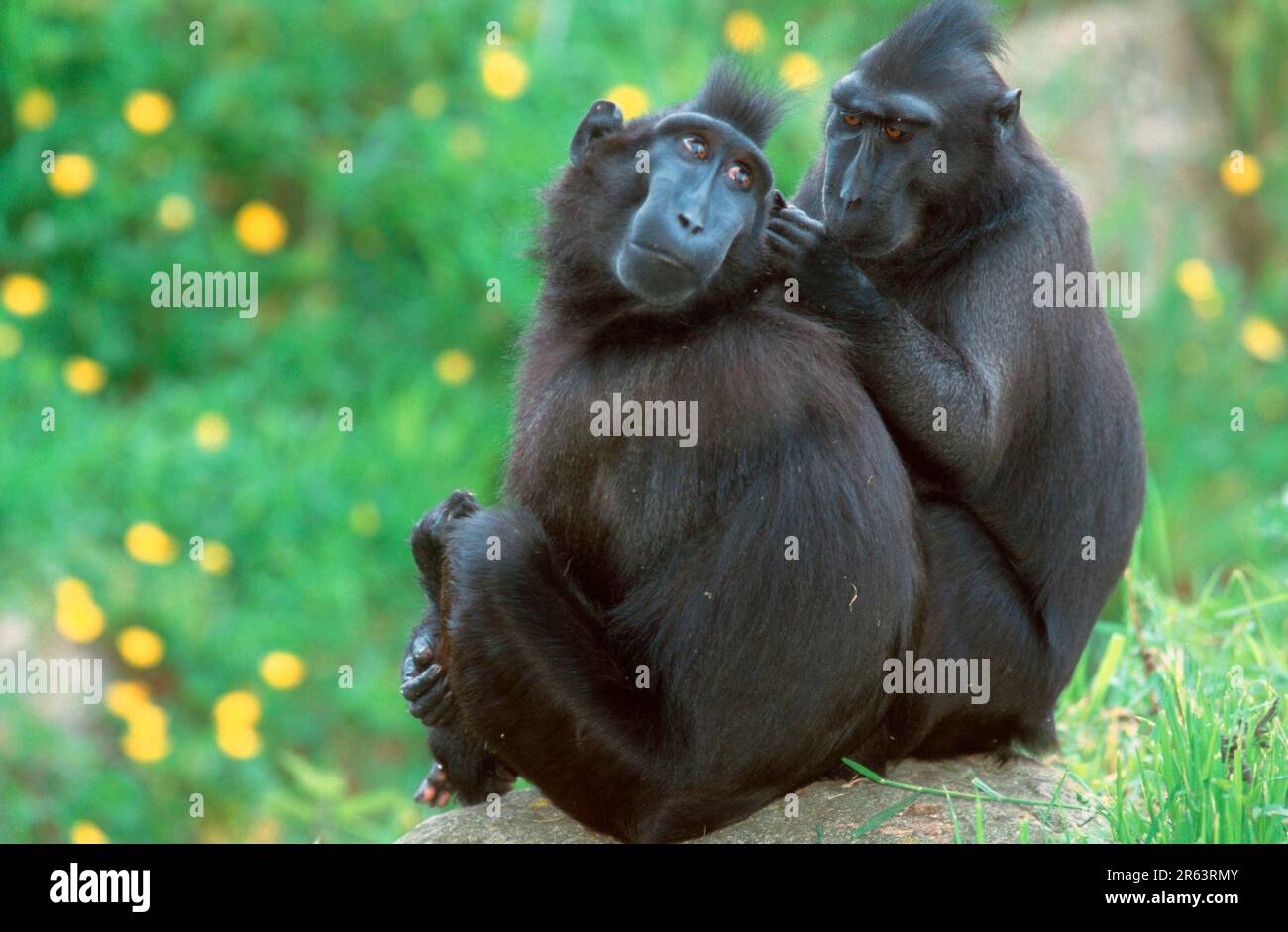 Sulawesi Crested Black Macaques (Macaca nigra), Paar, Körperpflege, Celebes Ape Stockfoto