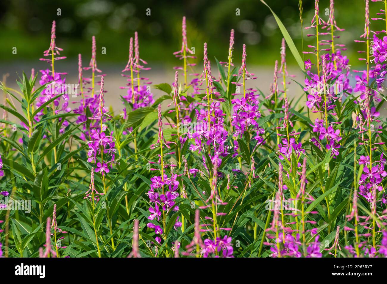 Wilde Feuerwebepflanzen, Blumen, die im Sommer nach einem Waldbrand im wilden Yukon Territory, Kanada, zu sehen sind, mit natürlicher Pink-, Lila- und Grünfarbe Stockfoto