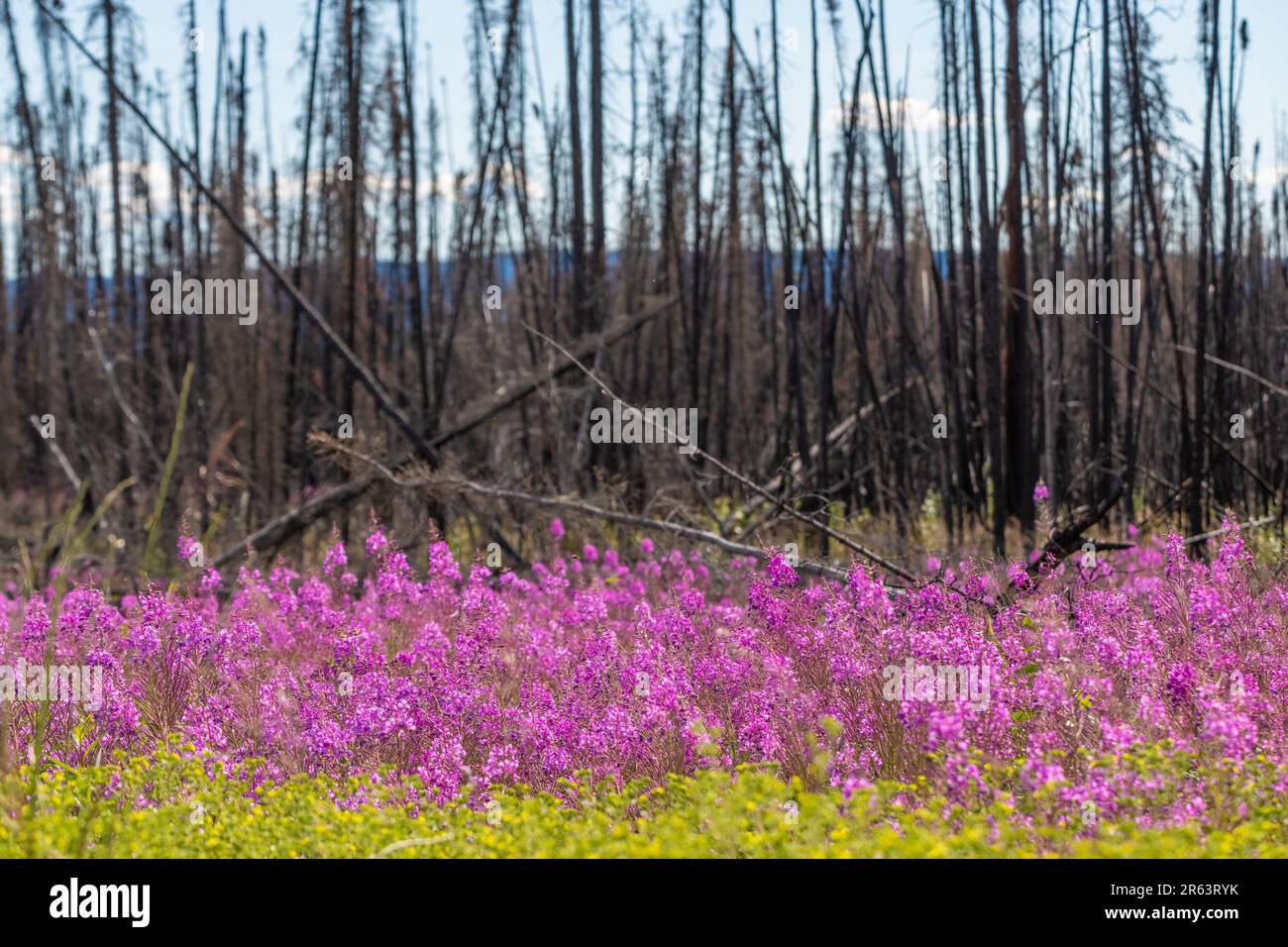 Wilde Feuerwebepflanzen, Blumen, die im Sommer nach einem Waldbrand im wilden Yukon Territory, Kanada, zu sehen sind, mit natürlicher Pink-, Lila- und Grünfarbe Stockfoto