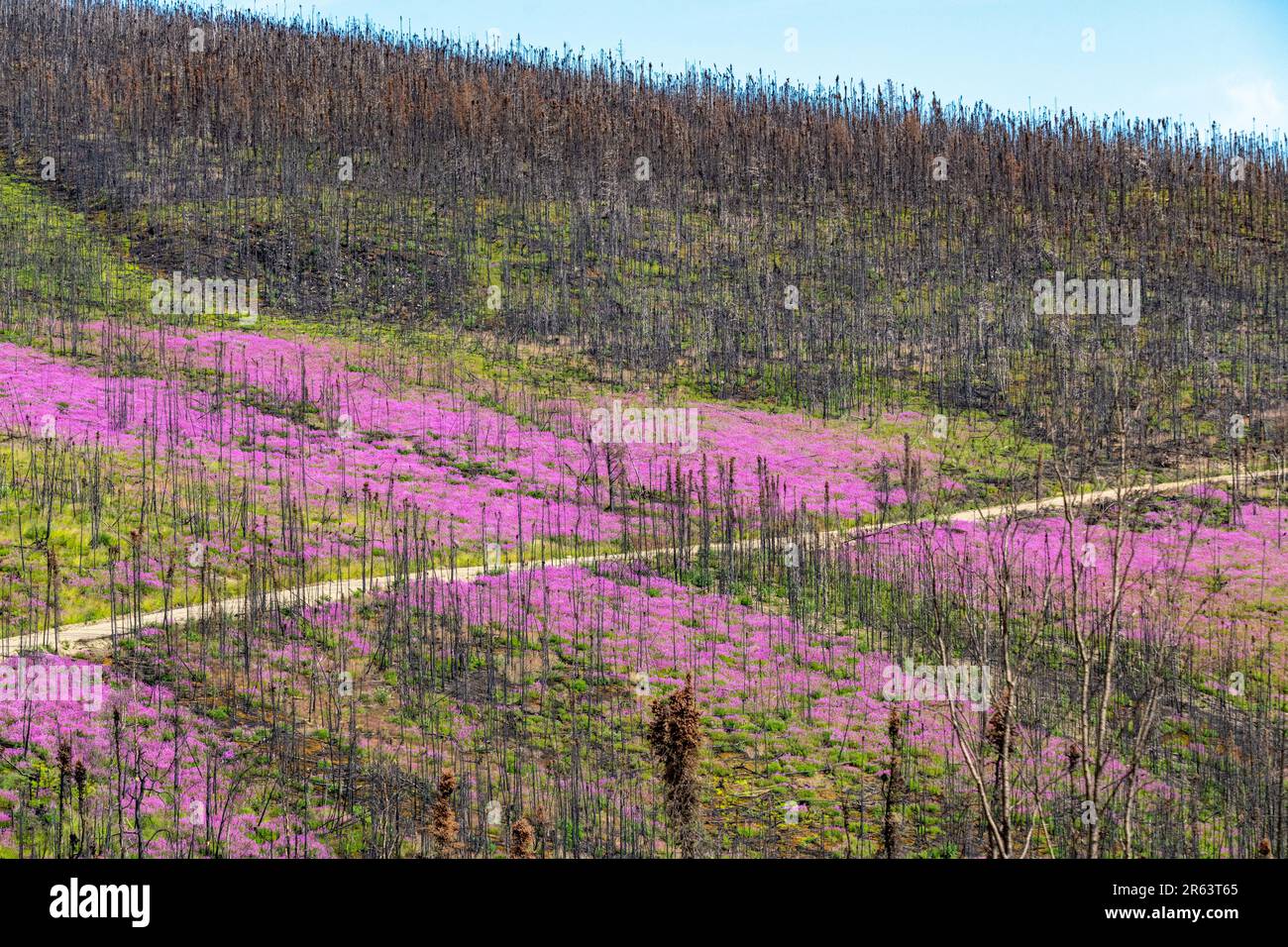 Wilde Feuerwebepflanzen, Blumen, die im Sommer nach einem Waldbrand im wilden Yukon Territory, Kanada, zu sehen waren, mit einer Straße, die durch das rosa violette Gebiet verläuft Stockfoto