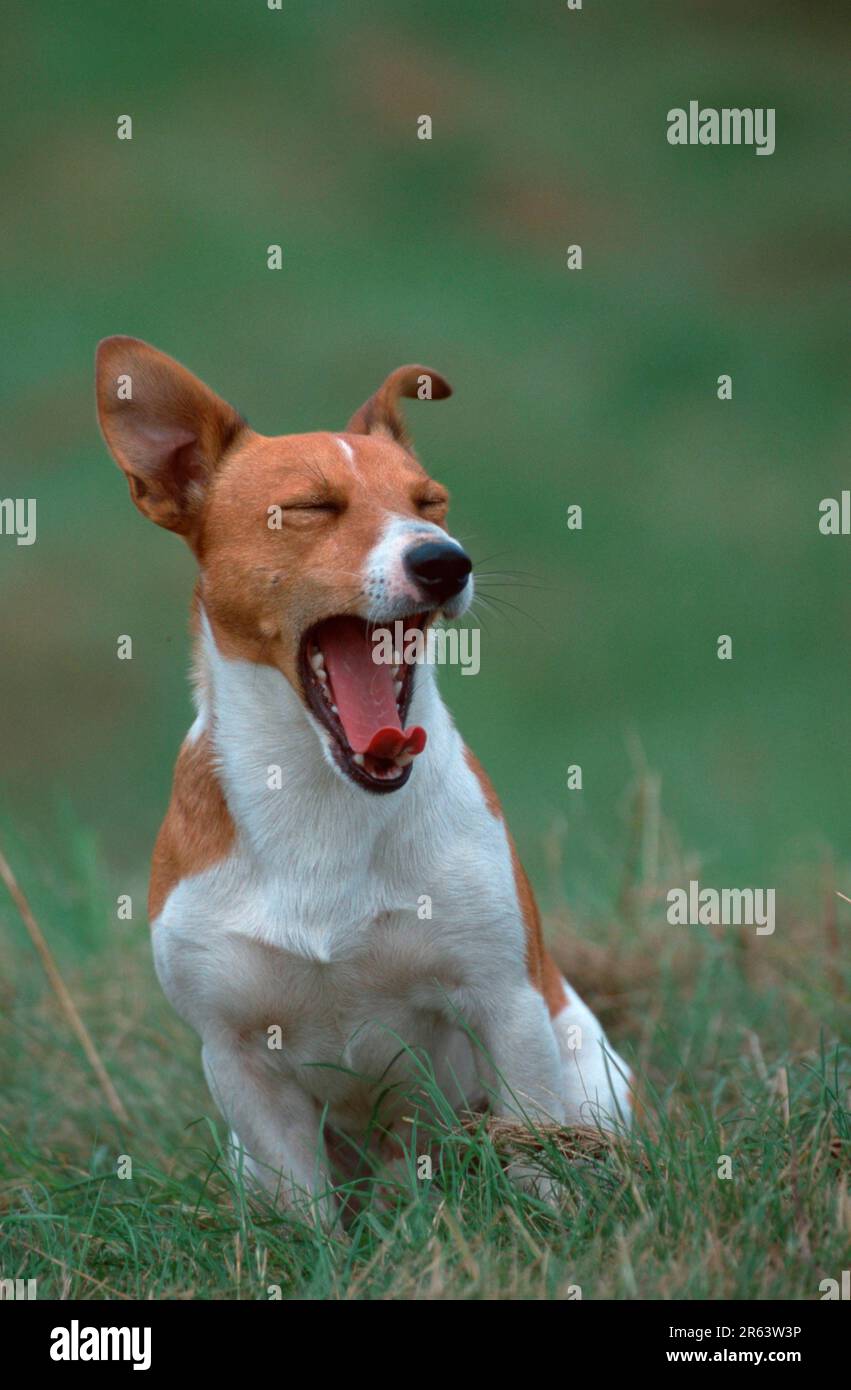 Jack Russell Terrier, Gähnen (Tiere) (Säugetiere) (Haustier) (Haustier) (Haustier) (Haustier) (außen) (außen) (frontal) (frontal) (von vorn) Stockfoto