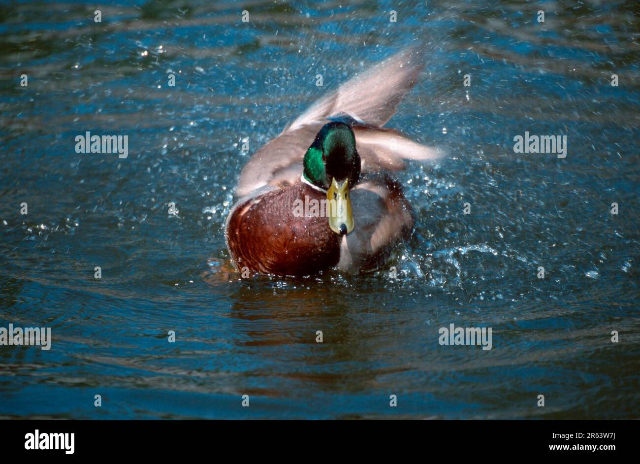 Mallard (Anas platyrhynchos), männlich, Nordrhein-Westfalen, Deutschland Stockfoto