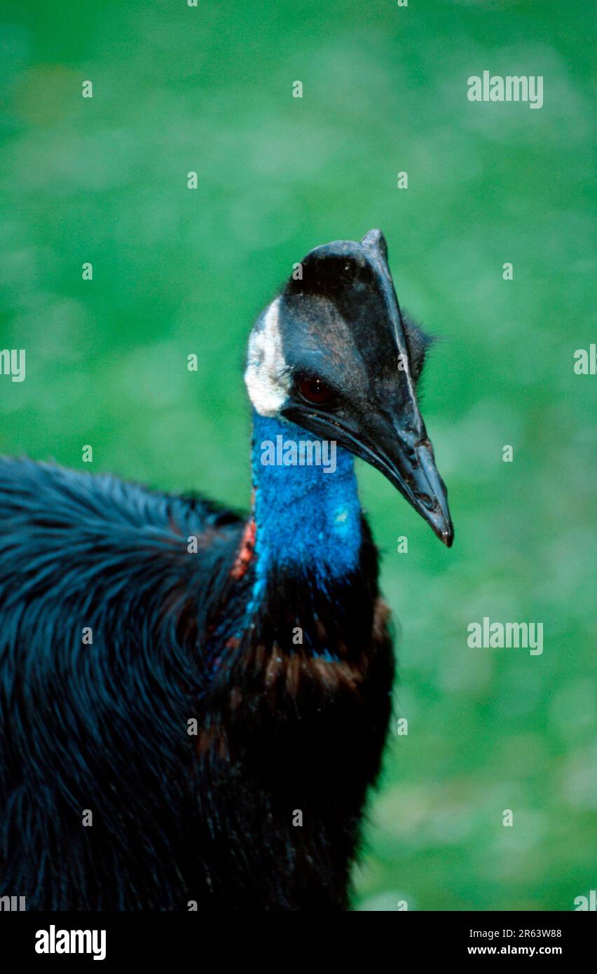 Zwergkasuar (Casuarius bennetti) Stockfoto