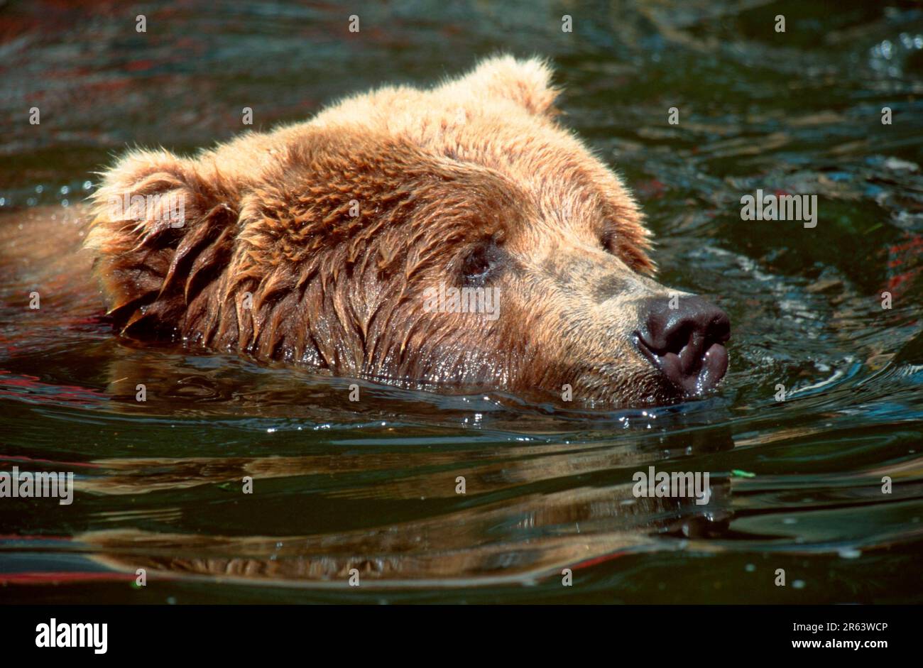 Kodiakbär (Ursus arctos middendorffi) Stockfoto