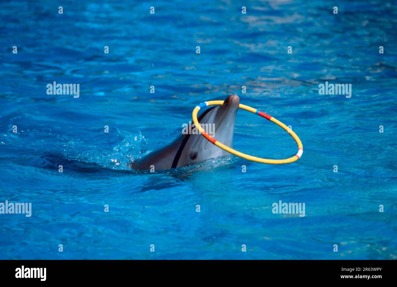 Großer Tümmler (Tursiops truncatus), der mit Reifen spielt Stockfoto