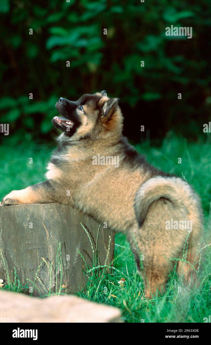 Eurasier, Hündchen, 9 Wochen alt, Hündchen, 9 Wochen alt (Säugetiere) (Tiere) (Haustier) (Haustier) (außen) (außen) (seitlich) (lächeln) Stockfoto