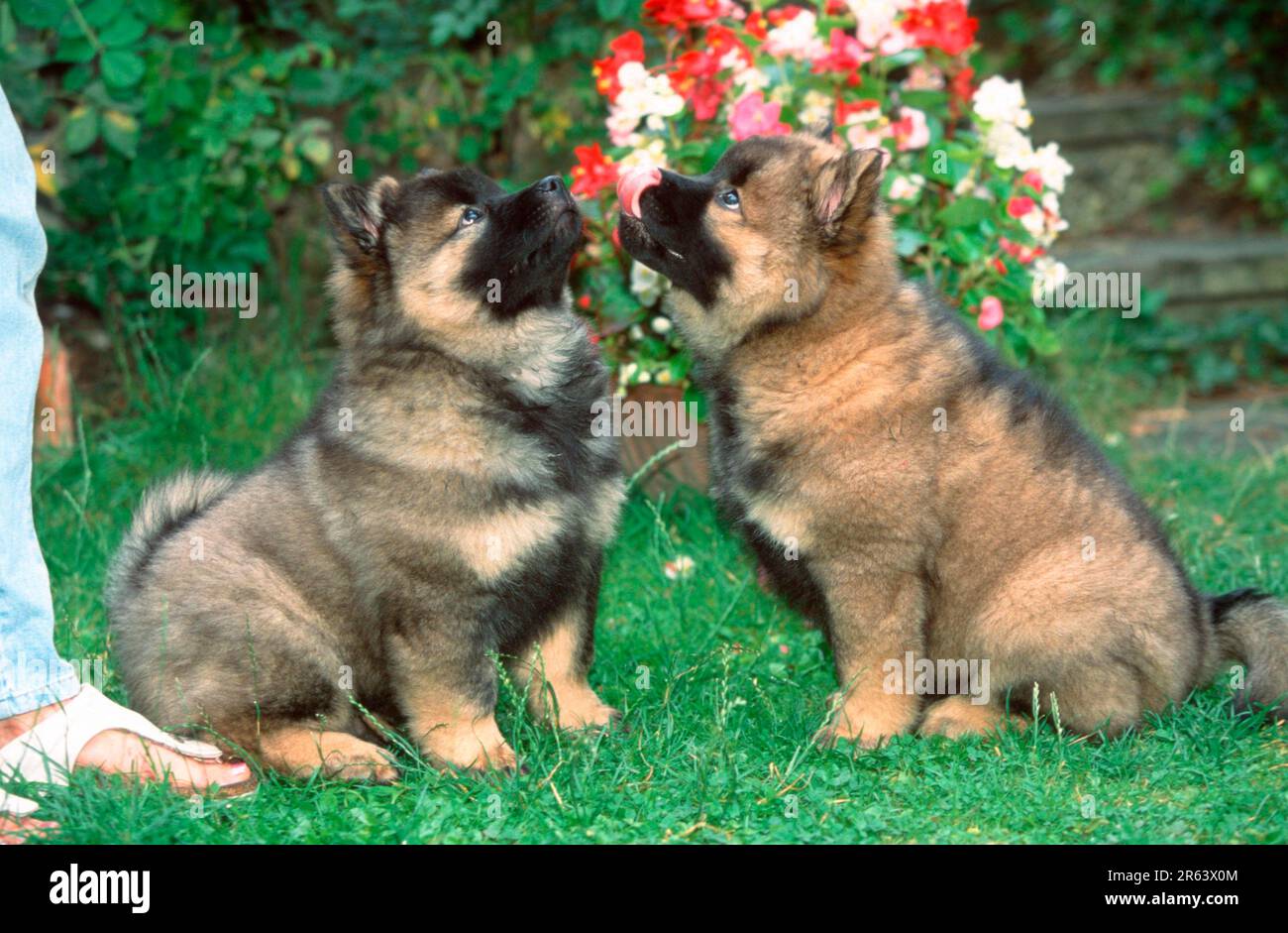 Eurasier, Welpen, 9 Wochen Stockfoto