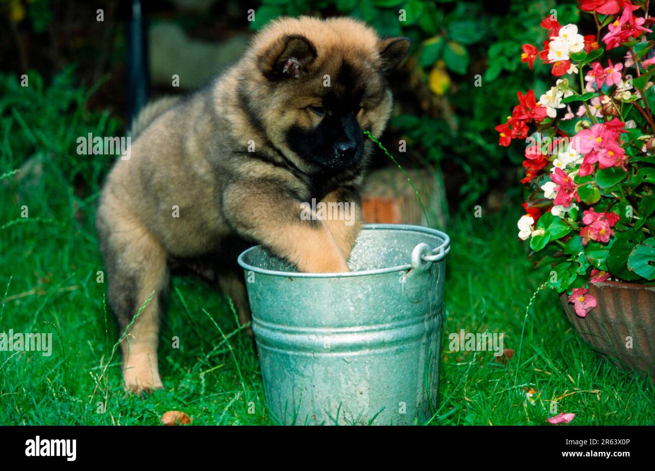 Eurasier, Welpe, 9 Wochen, mit Eimer Stockfoto