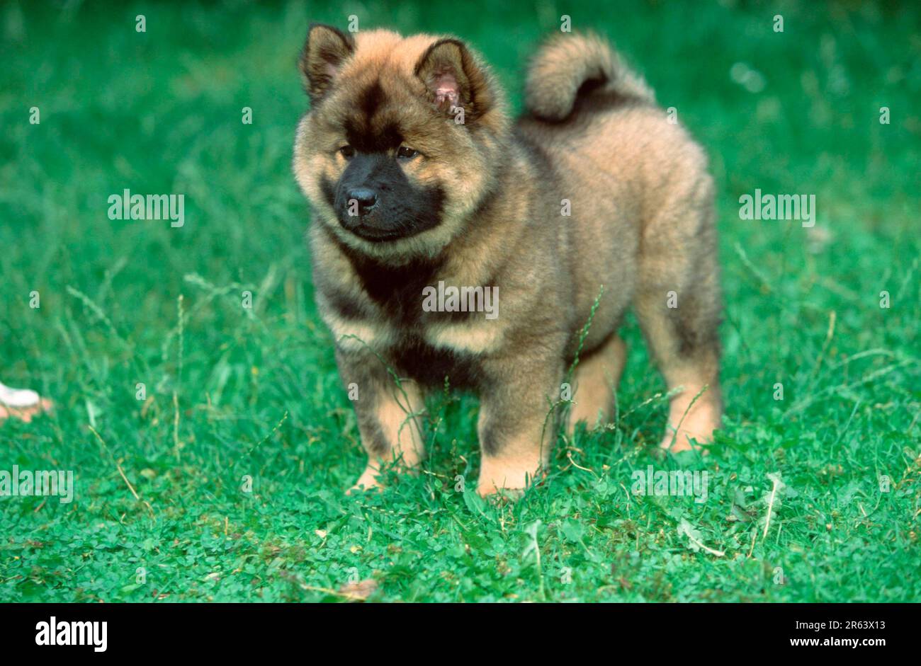 Eurasier, Welpe, 9 Wochen Stockfoto