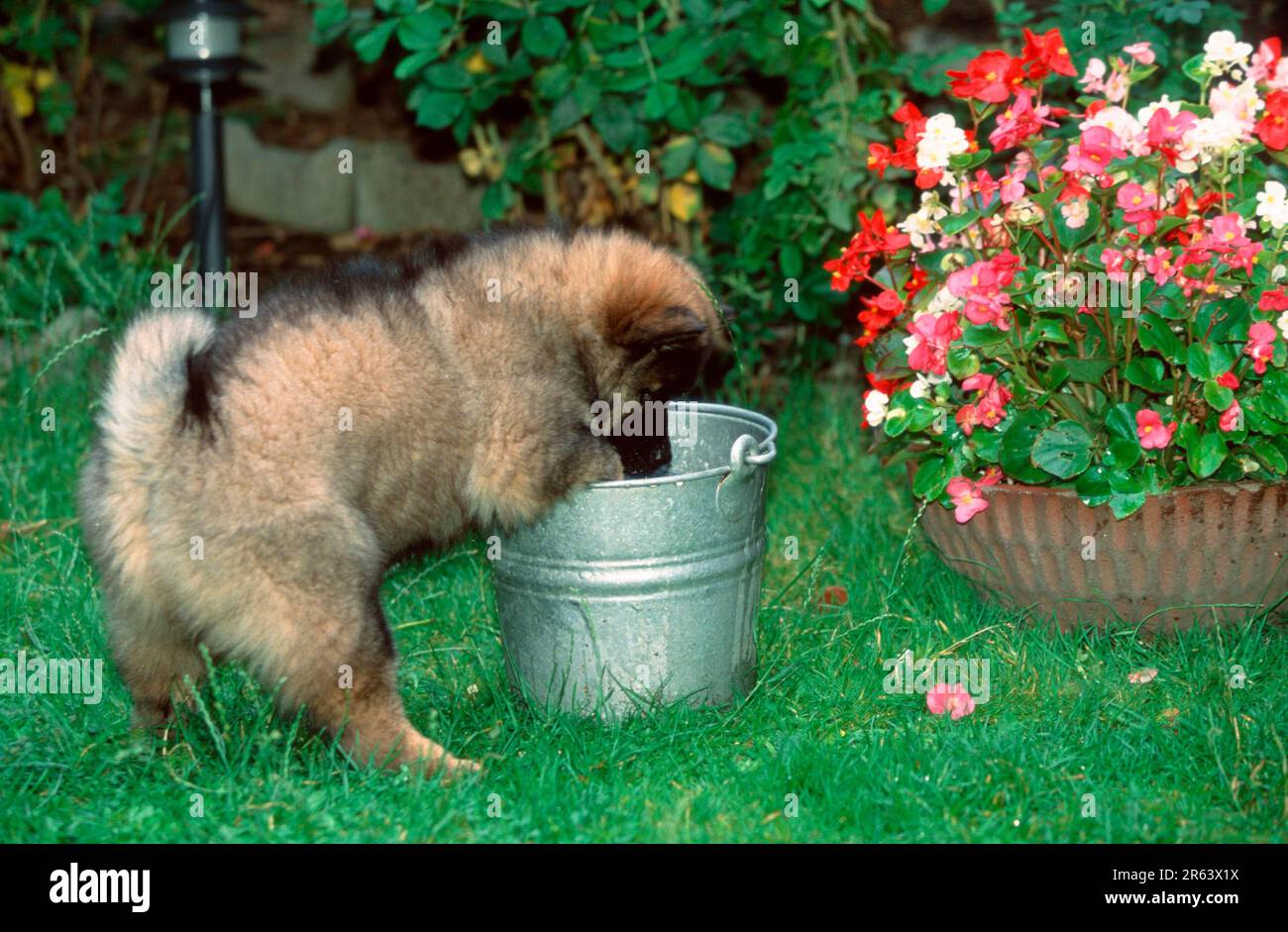 Eurasier, Welpe, 9 Wochen, mit Eimer Stockfoto