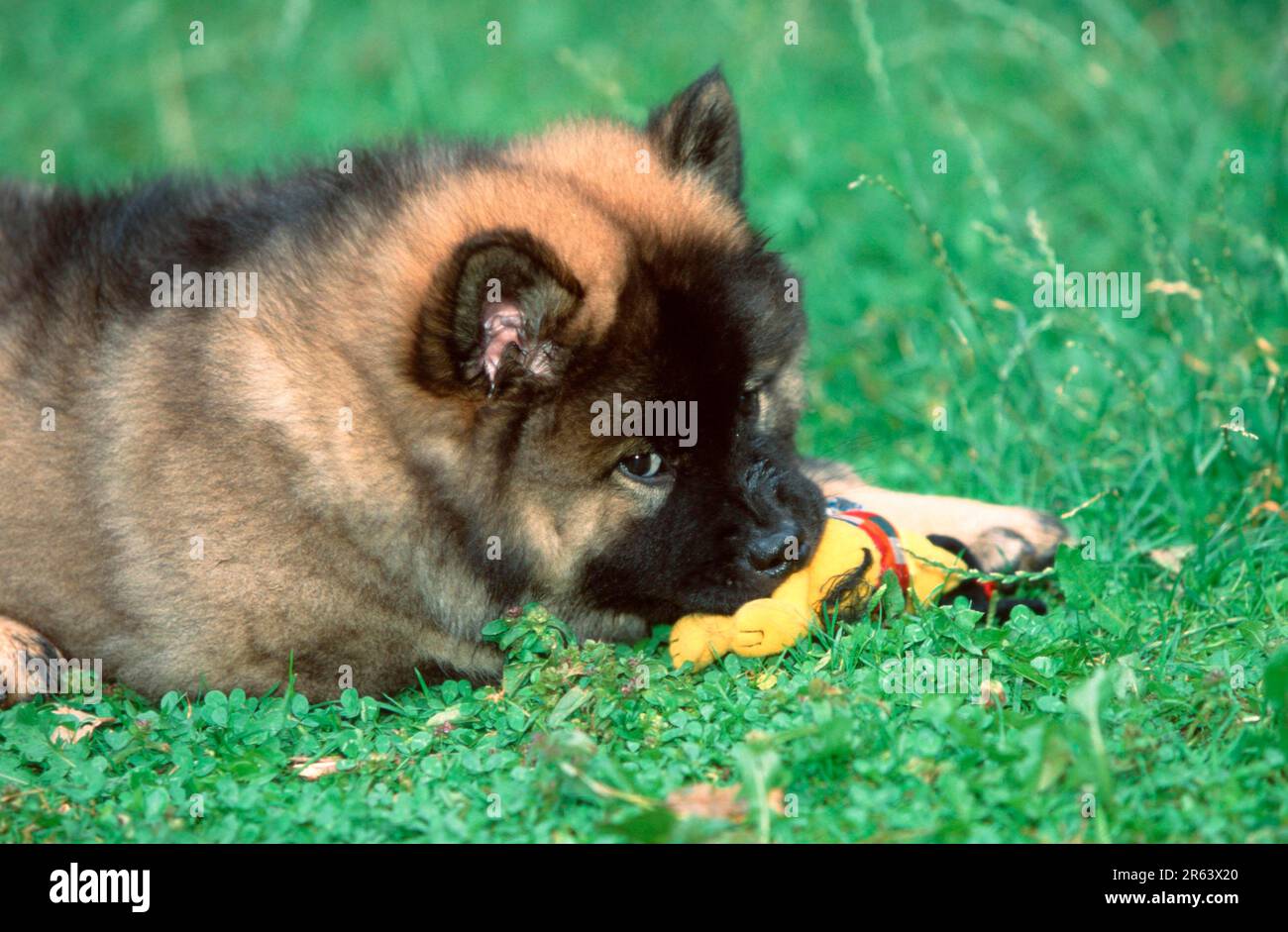 Eurasier, Hündchen, 9 Wochen, mit Spielzeug Stockfoto