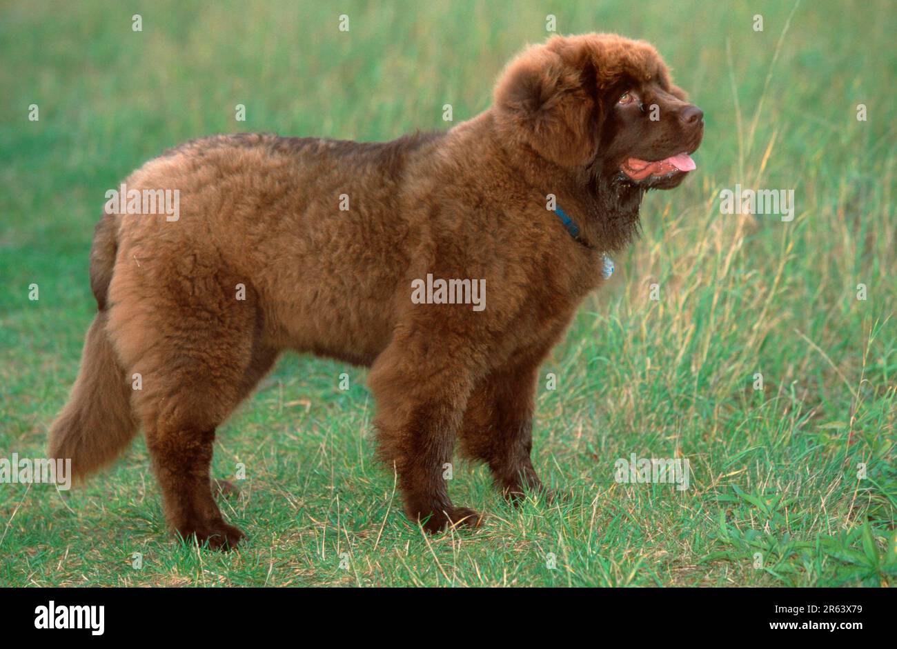 Neufundland-Hund, Welpe Stockfoto