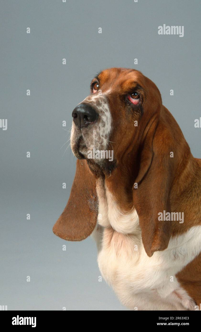 Basset-Hund, dreifarbig Stockfoto