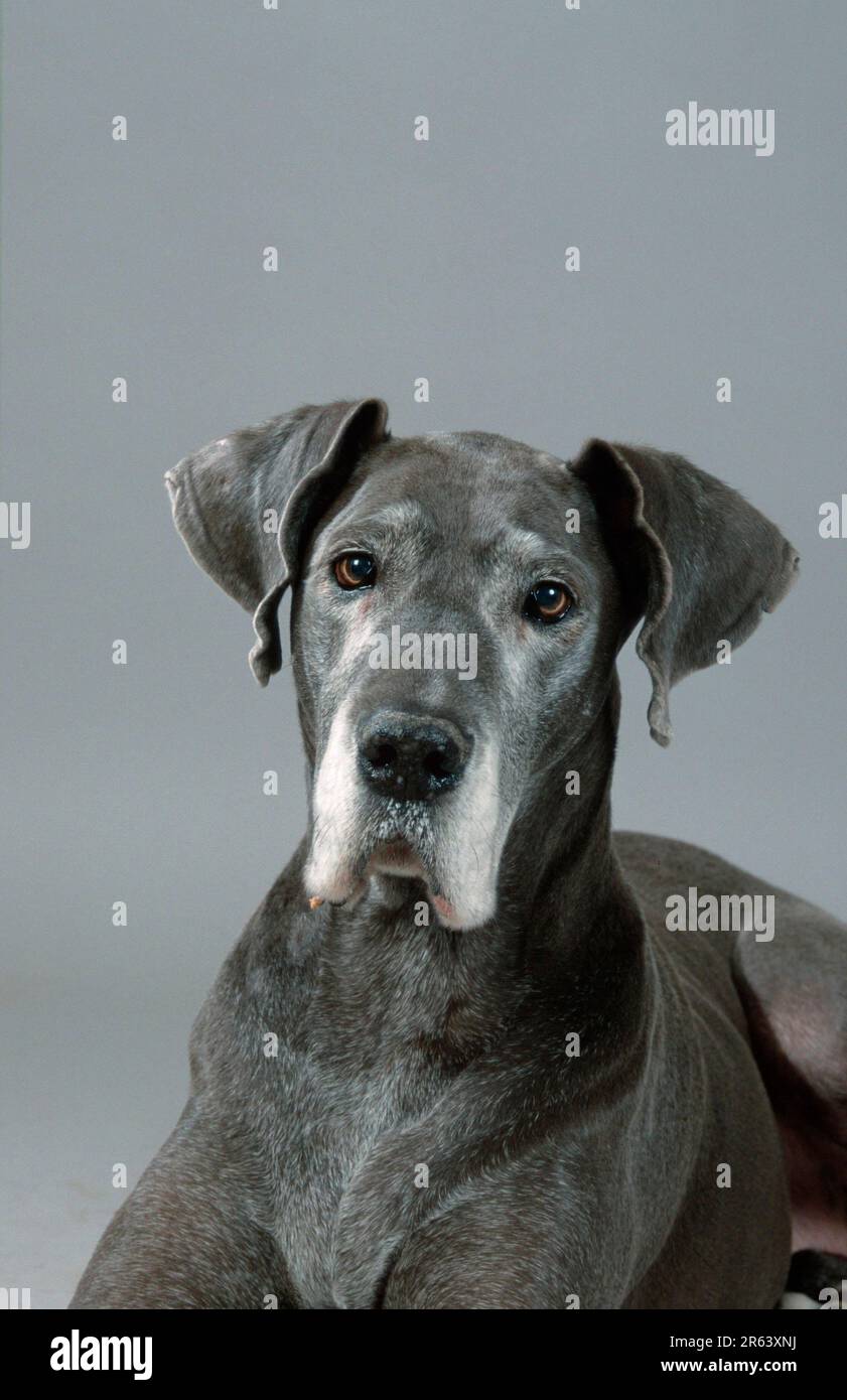 Großer Däne, blauer, alter Hund Stockfoto
