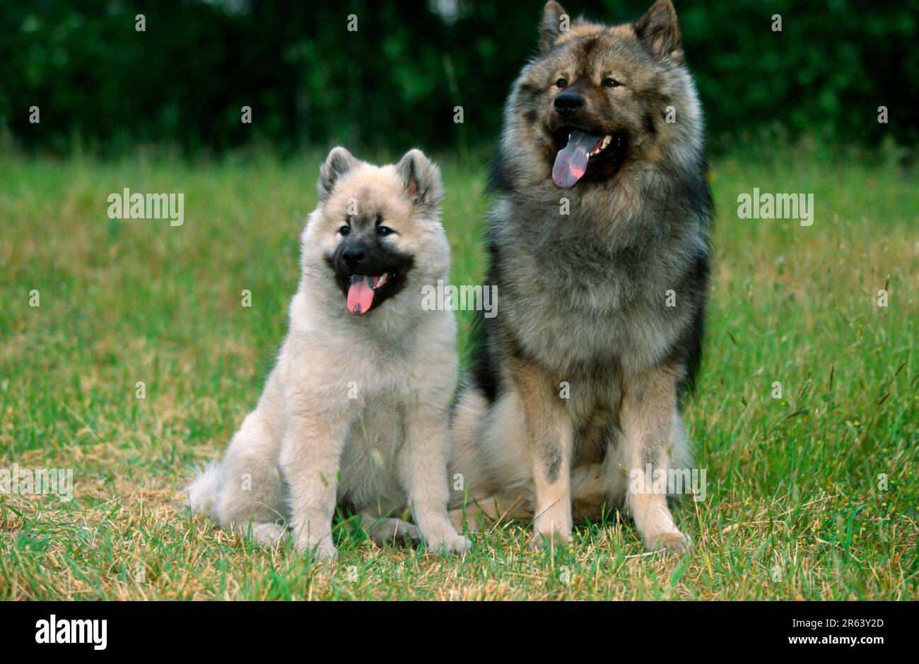 Eurasier mit Welpe, 14 Wochen Stockfoto