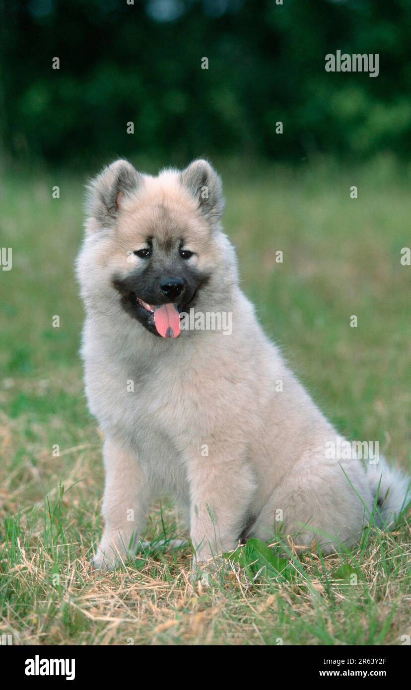 Eurasier, Welpe, 14 Wochen alt, Hündchen, 14 Wochen alt (Säugetiere) (Haustiere) (Haustier) (jung) (draußen) (Wiese) (Hecheln) (Sitzen) Stockfoto