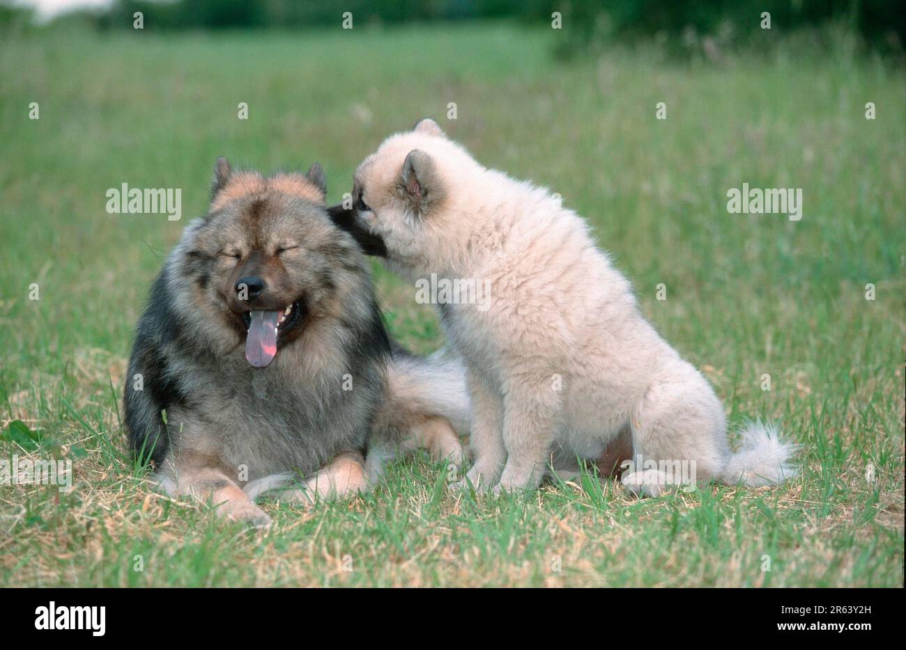 Eurasier mit Welpen, 14 Wochen alt, Eurasier mit Welpen, 14 Wochen alt (Säugetiere) (Tiere) (Haushund) (Haustier) (Jungtier) (jung) (außen) Stockfoto