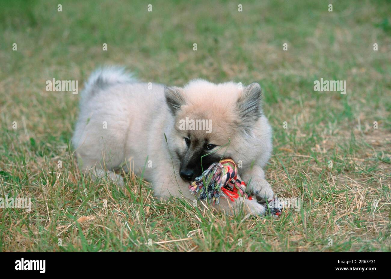 Eurasier, Hündchen, 14 Wochen alt, mit Spielzeug, Hündchen, 14 Wochen alt, mit Spielzeug (Säugetiere) (Tiere) (Haustier) (Haustier) (jung) (draußen) (Weide) Stockfoto