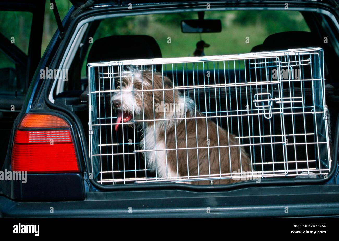 Collie Hündchen mit Bart sitzt in der Autokiste, Collie Hündchen mit Bart sitzt im Transportbehälter (Säugetiere) (Haustiere) (Haustier) (außen) Stockfoto