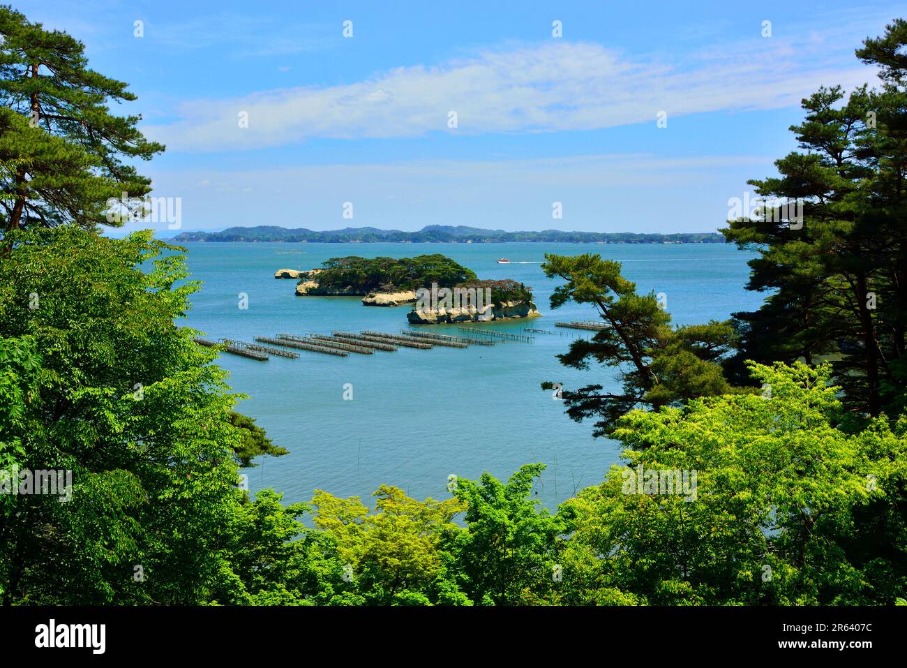 Fresh Green und Matsushima Bay Stockfoto