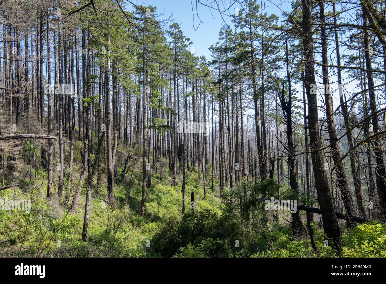 Nach dem Waldbrand in Point Reyes beginnt sich die Umwelt zu erholen, aber die verkohlten Bäume bleiben. Aufgenommen in Kalifornien, USA. Stockfoto