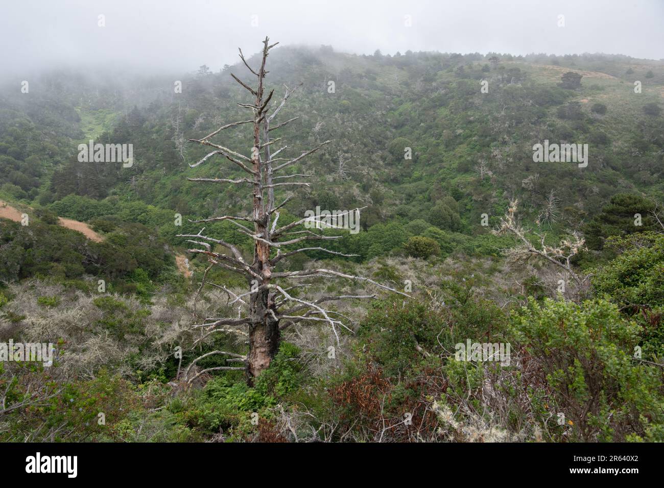 Ein toter Baum in der wunderschönen nebligen Landschaft von Point Reyes National Seasore, Kalifornien, USA. Stockfoto