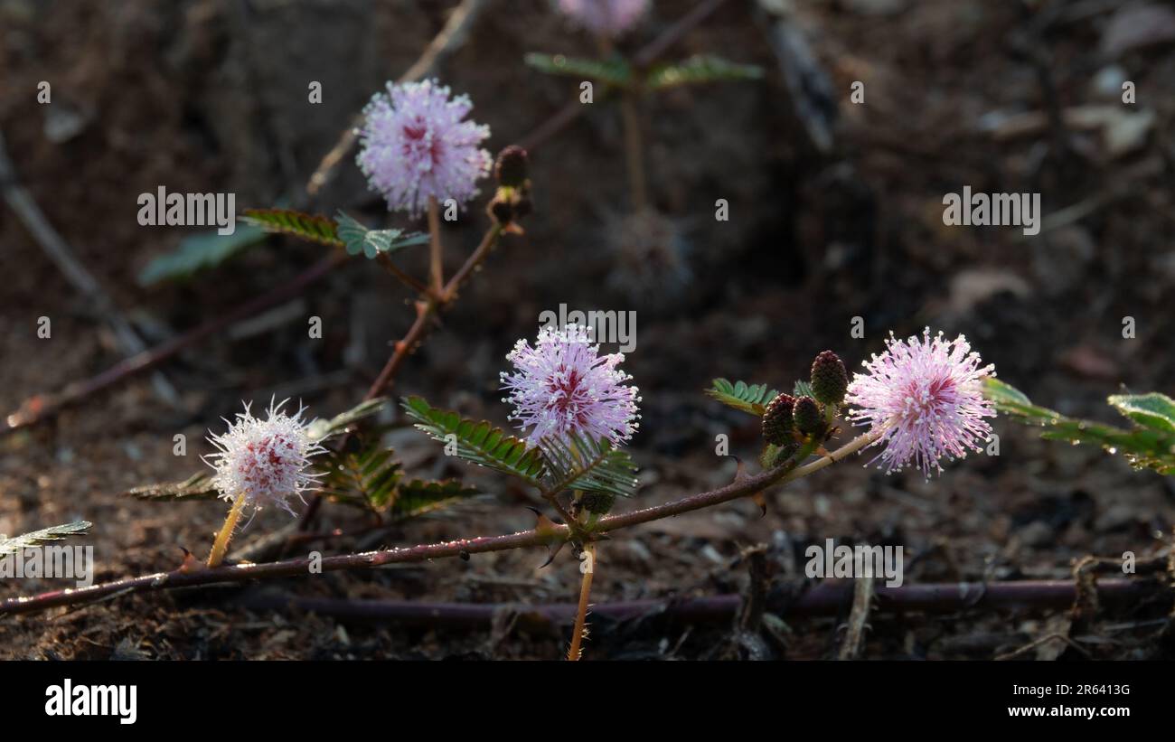 Schöner kleiner Blumenkopf von Mimosa Pudica oder Schampflanze oder empfindliche Pflanze oder Touch-Me-Not. Stockfoto