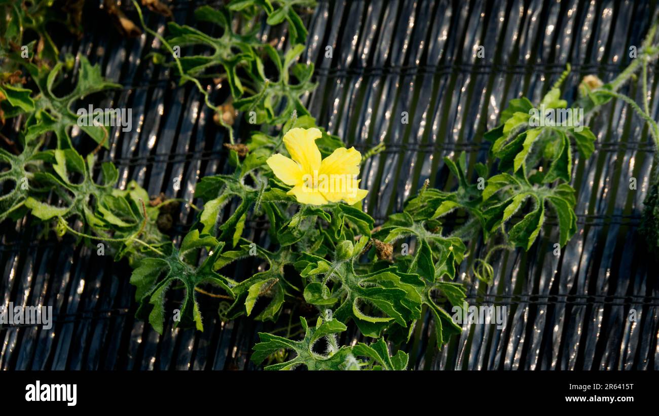 Leuchtend gelbe Blume von Momordica Charantia, gemein, Bittermelone, Bitterapfel, Bittergurke, Bitter Squash, Balsam-Birne. Tropisches Gemüse. Stockfoto