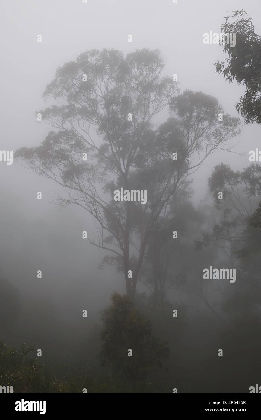Gummibäume durch den Morgennebel, Toowoomba, Queensland Stockfoto