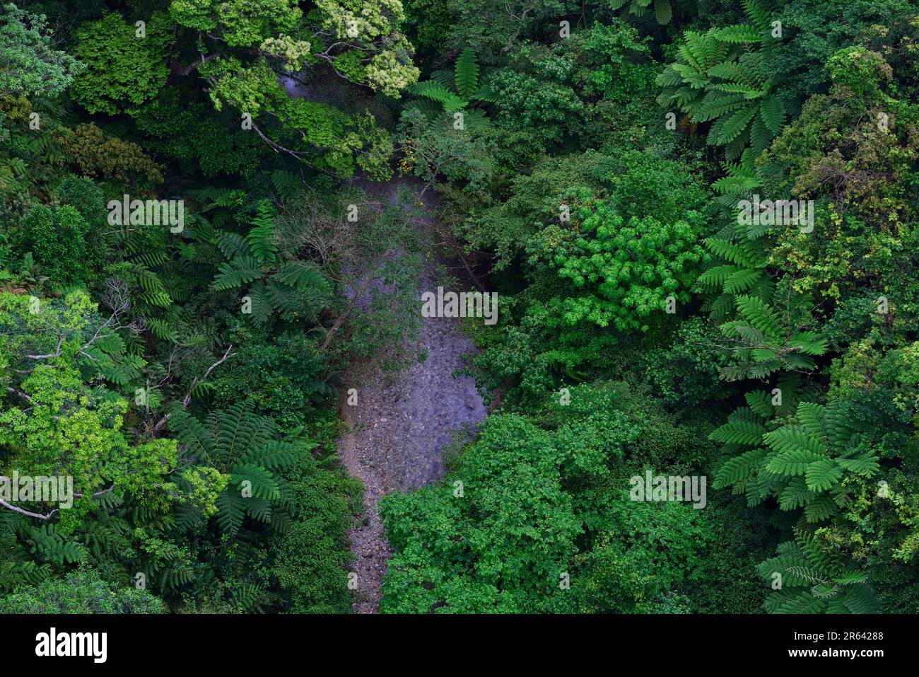 Yanbaru-Wald Stockfoto