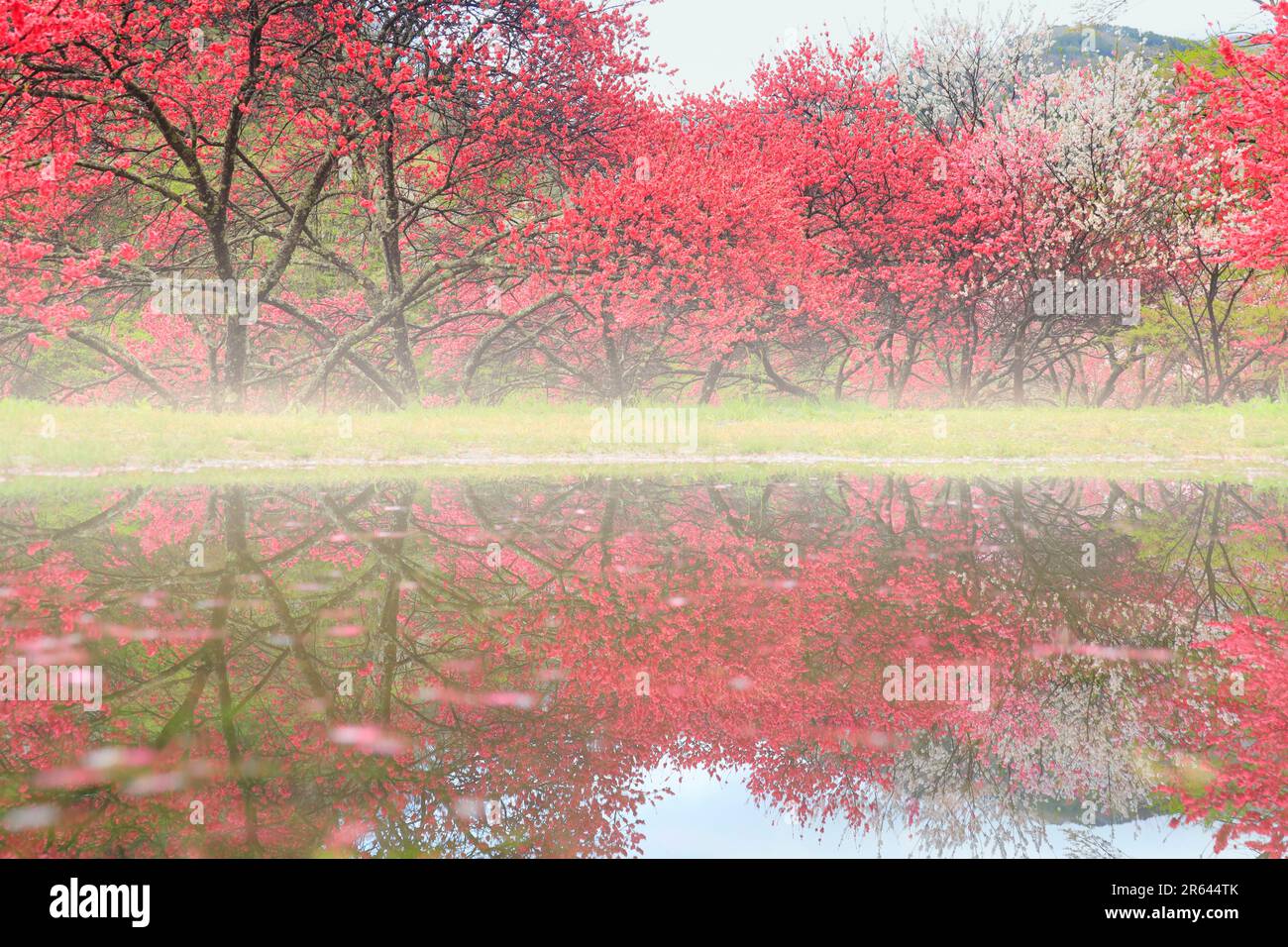 Hanamomo (Pfirsich) und Wasserspiegel am Morgen Stockfoto