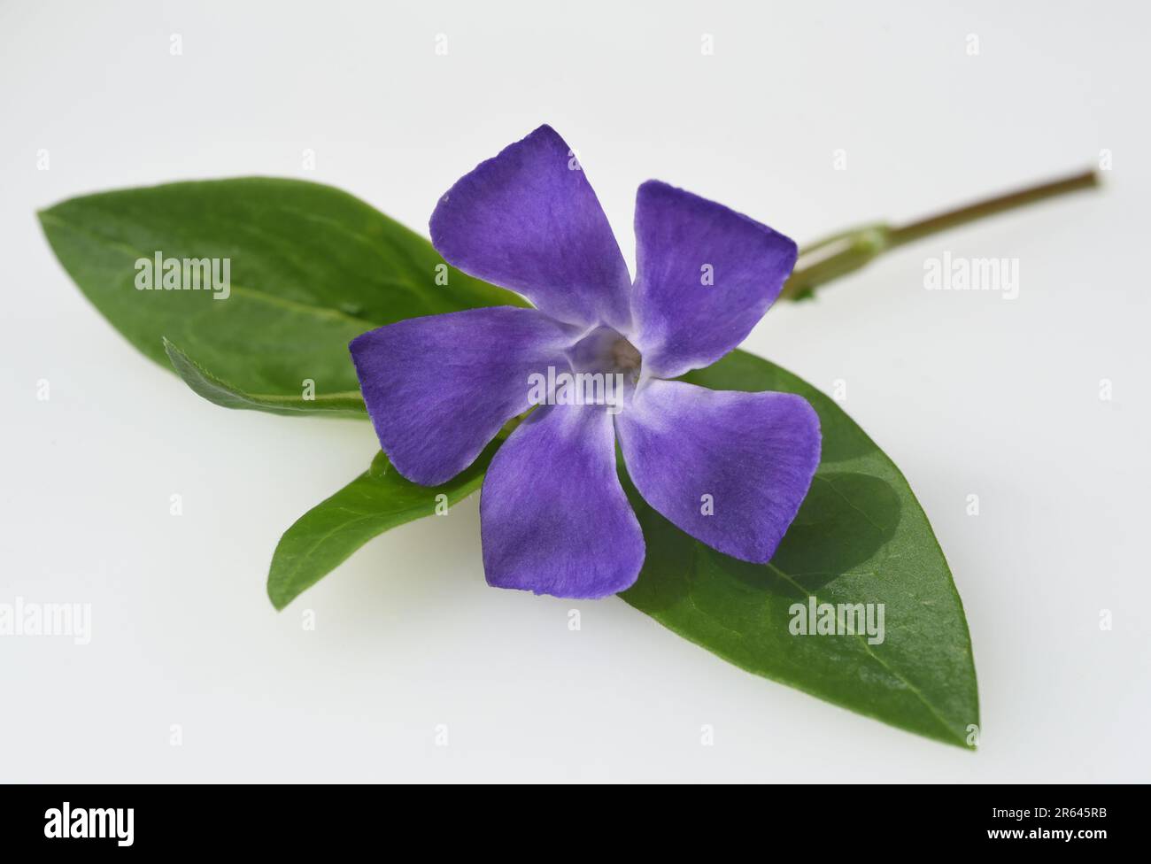Immergruen, Vinca Major, ist eine wichtige Heilpflanze mit Blauen ...