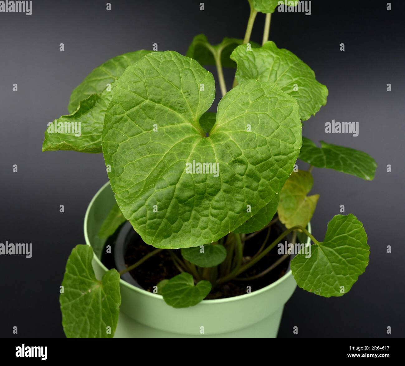 Wasabi, auch Japanischer Meerrettich oder Wassermeerrettich genannt, ist eine Pflanzenart aus der Familie der Kreuzblutengewaechse. Wasabi, auch bekannt Stockfoto