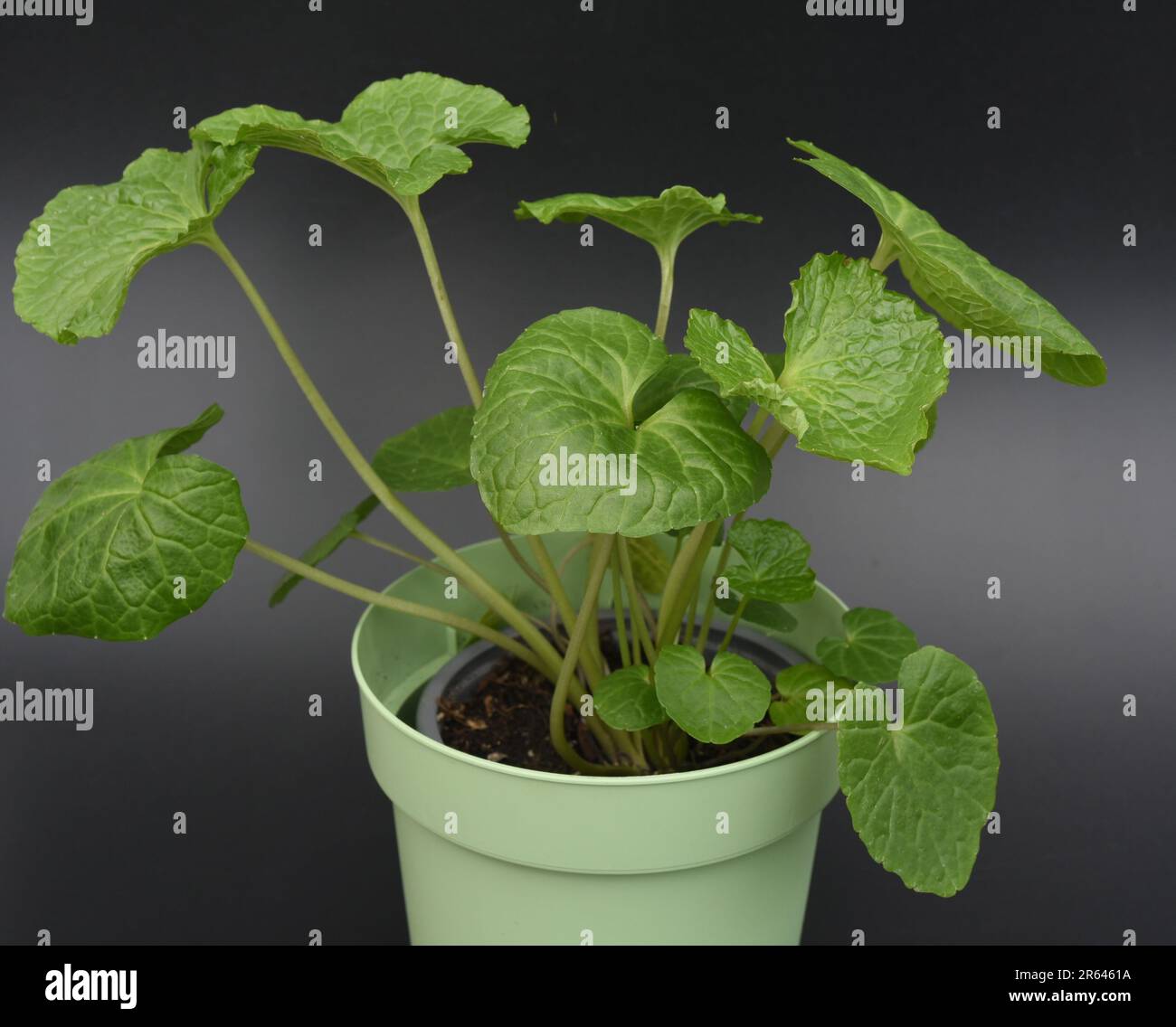 Wasabi, auch Japanischer Meerrettich oder Wassermeerrettich genannt, ist eine Pflanzenart aus der Familie der Kreuzblutengewaechse. Wasabi, auch bekannt Stockfoto