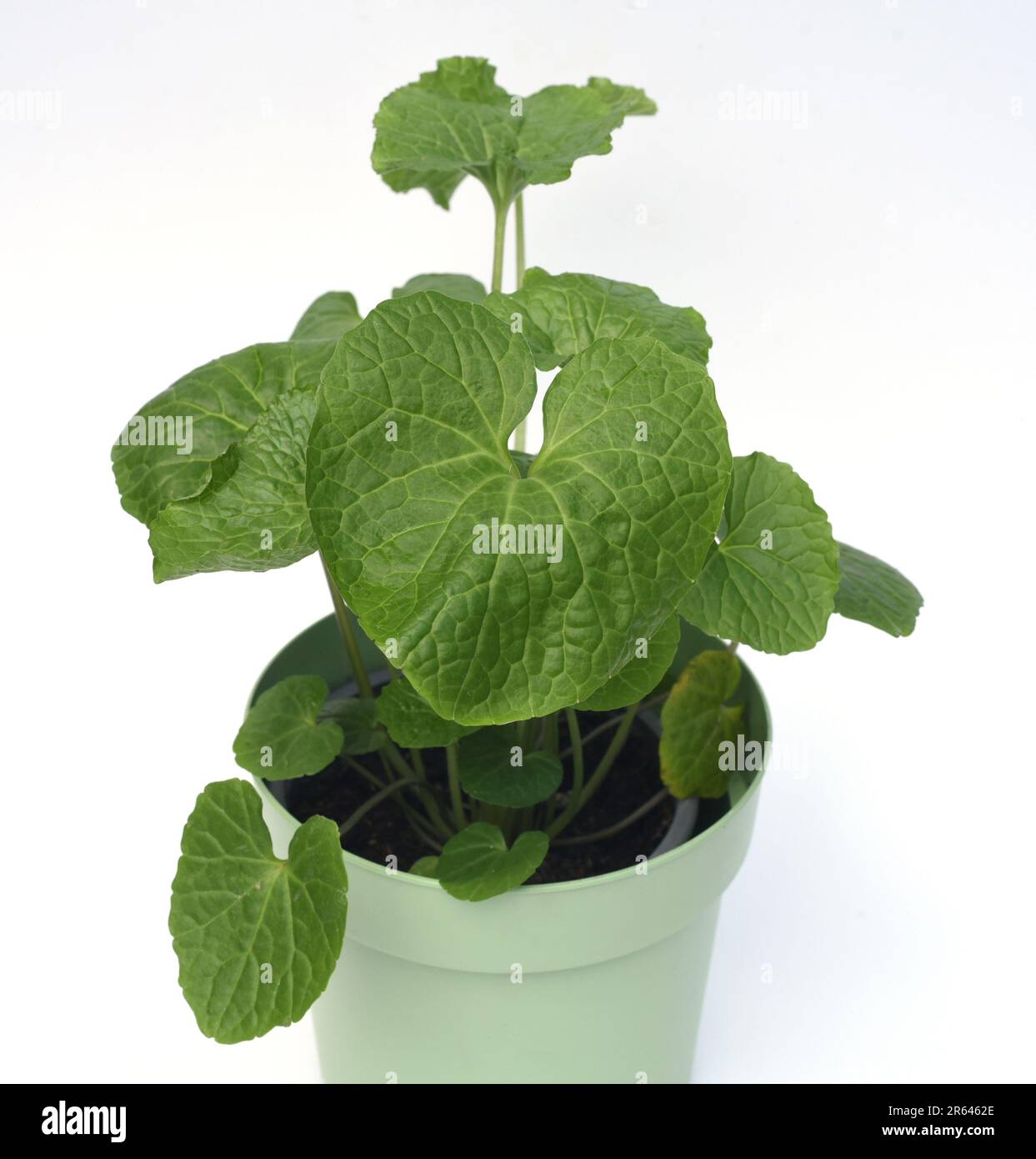 Wasabi, auch Japanischer Meerrettich oder Wassermeerrettich genannt, ist eine Pflanzenart aus der Familie der Kreuzblutengewaechse. Wasabi, auch bekannt Stockfoto